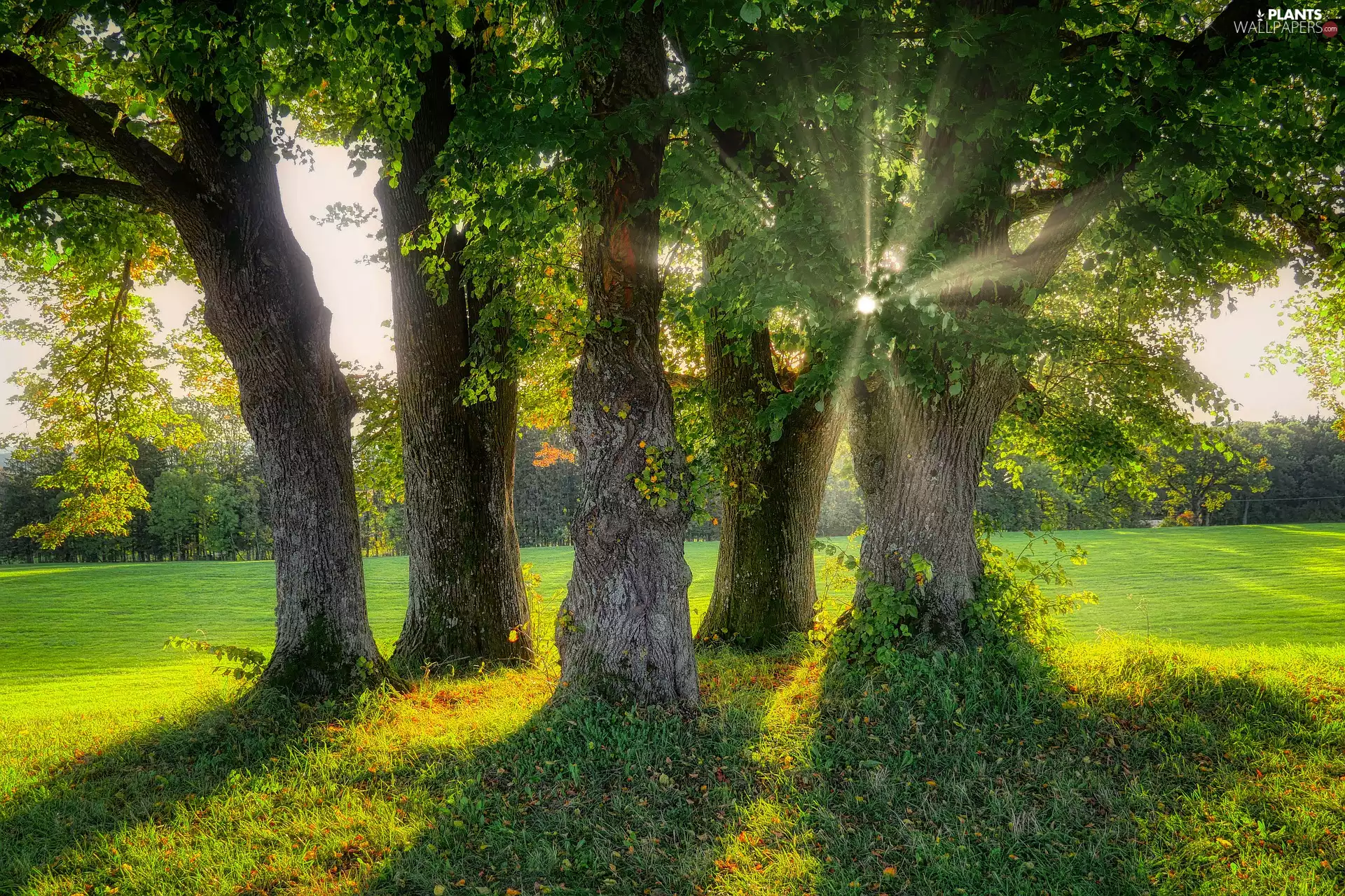 trees, Meadow, rays of the Sun, viewes