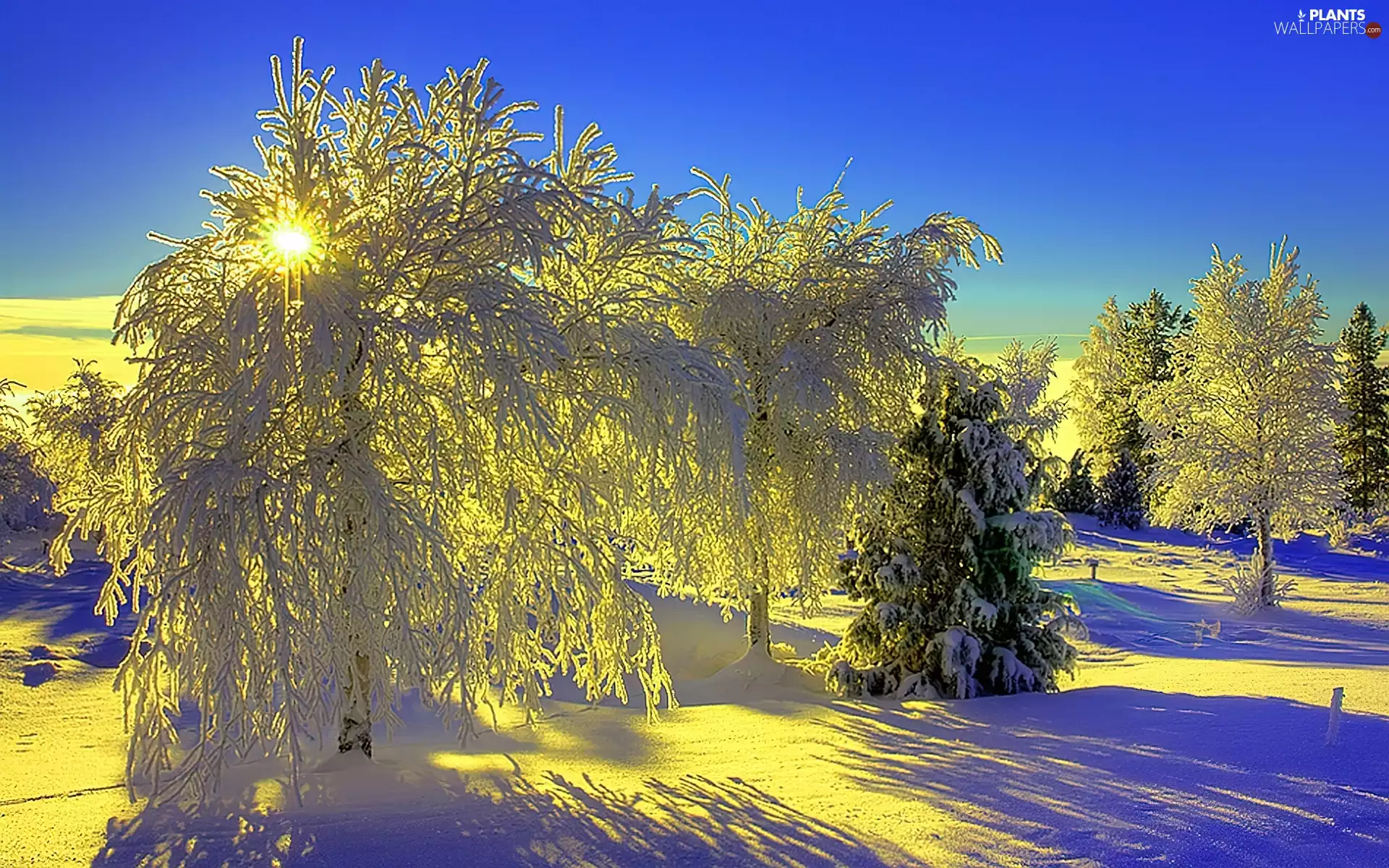 trees, snow, rays of the Sun, viewes
