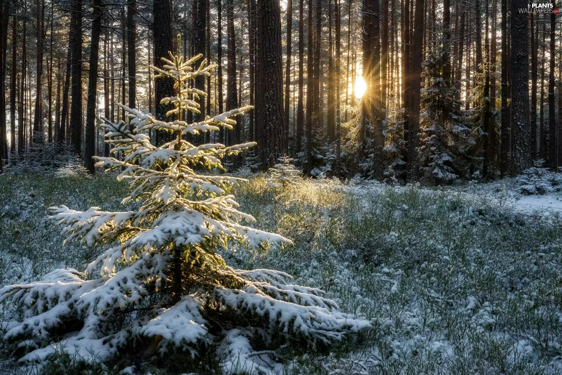 winter, spruce, rays of the Sun, forest