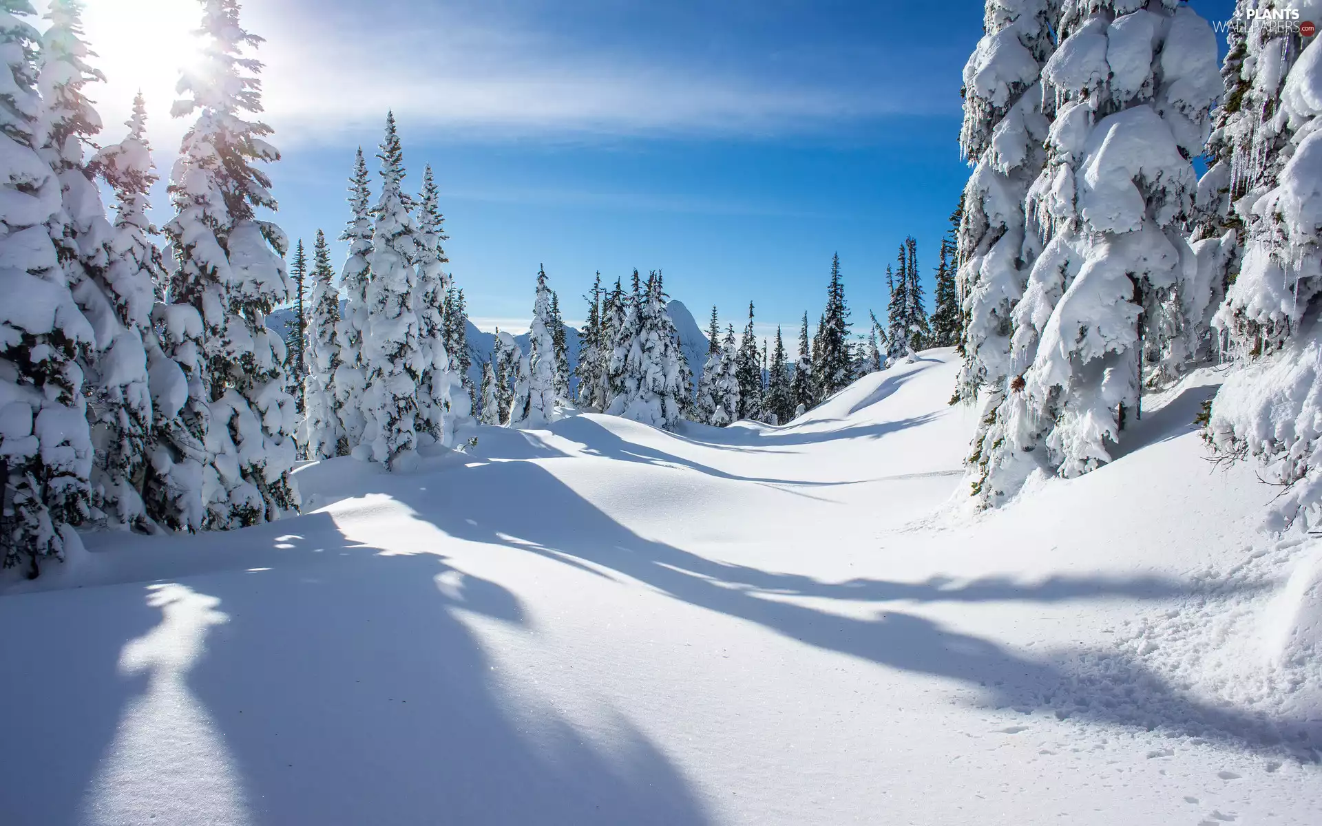 winter, Spruces, rays of the Sun, Snowy