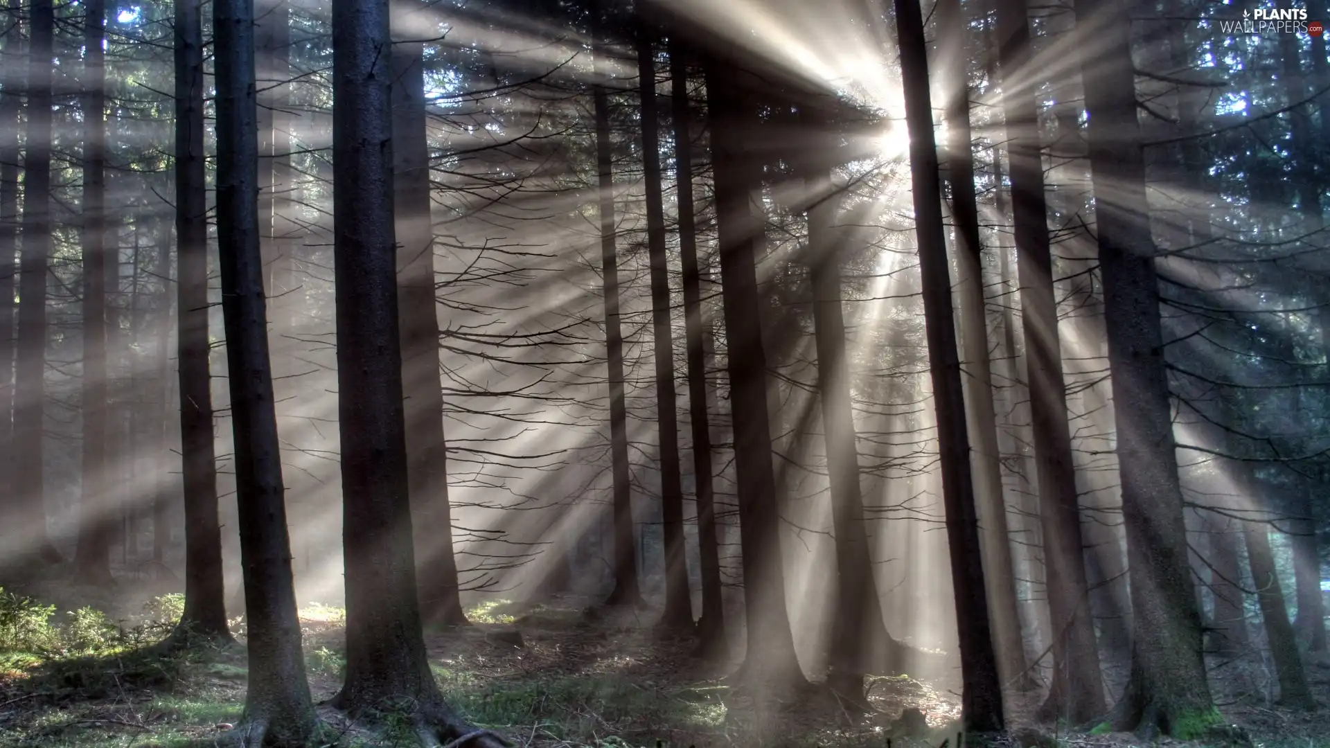 forest, viewes, rays of the Sun, trees