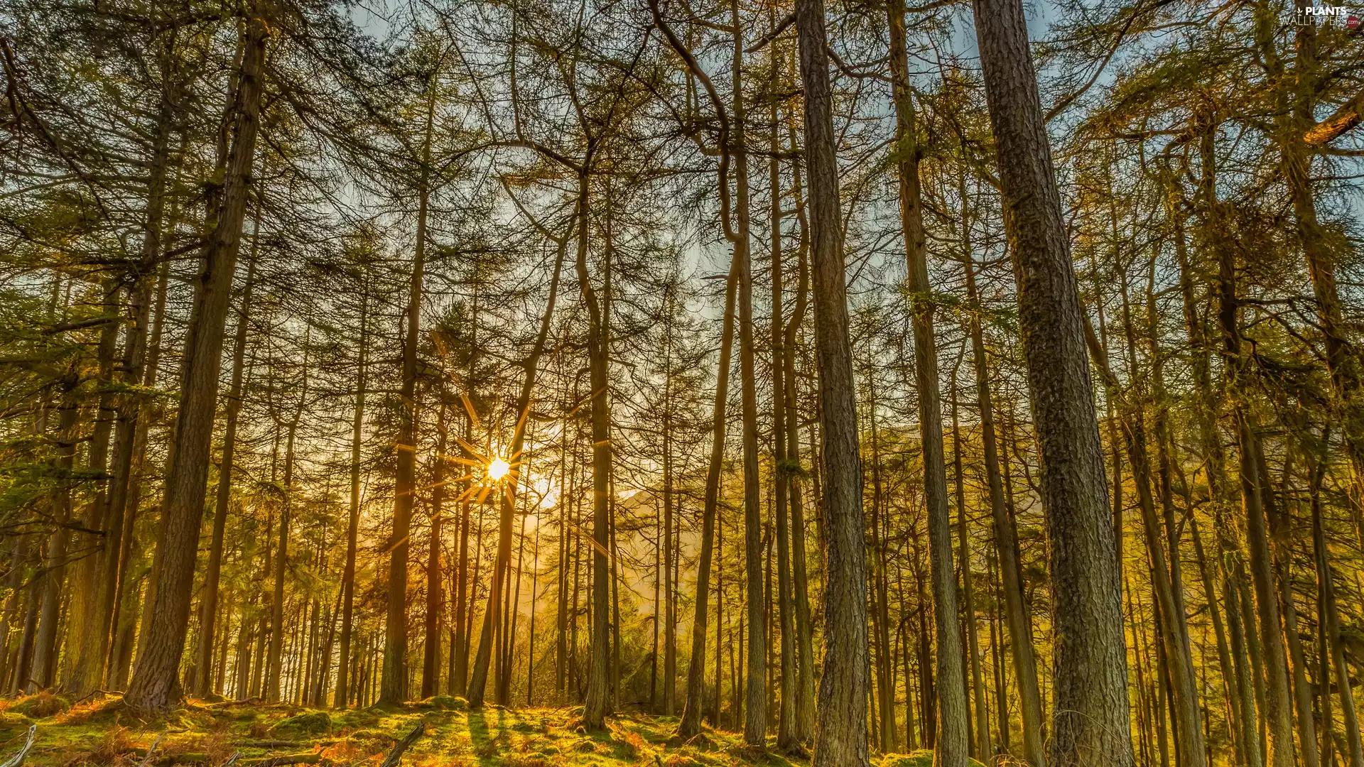forest, viewes, rays of the Sun, trees