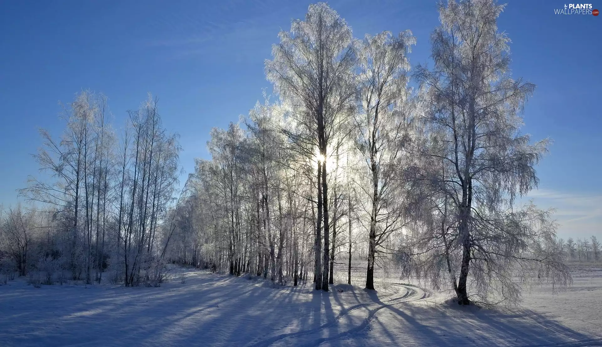 winter, viewes, rays of the Sun, trees