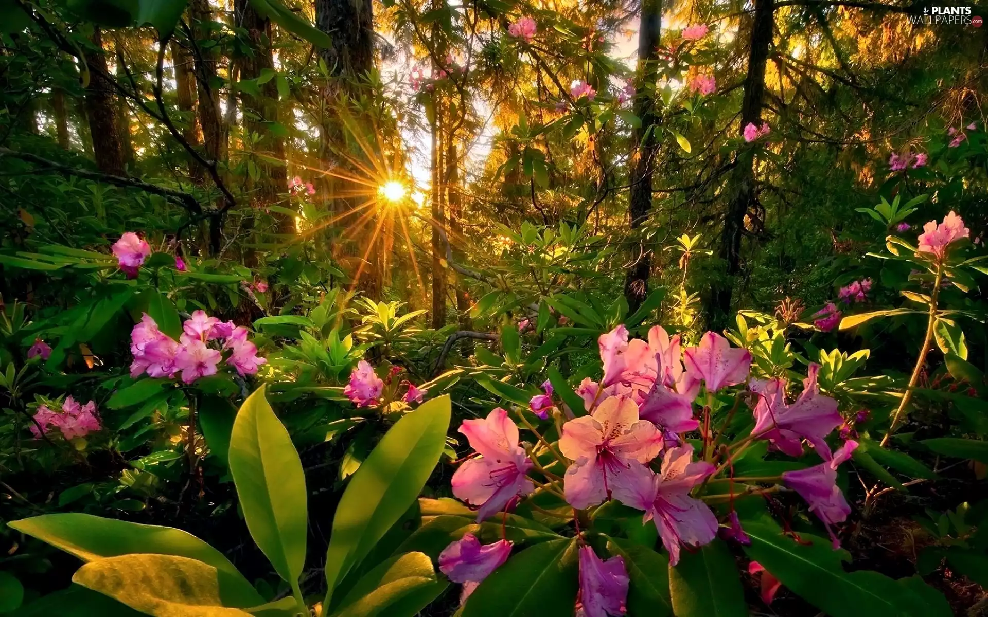 Rhododendrons, west, rays of the Sun, forest