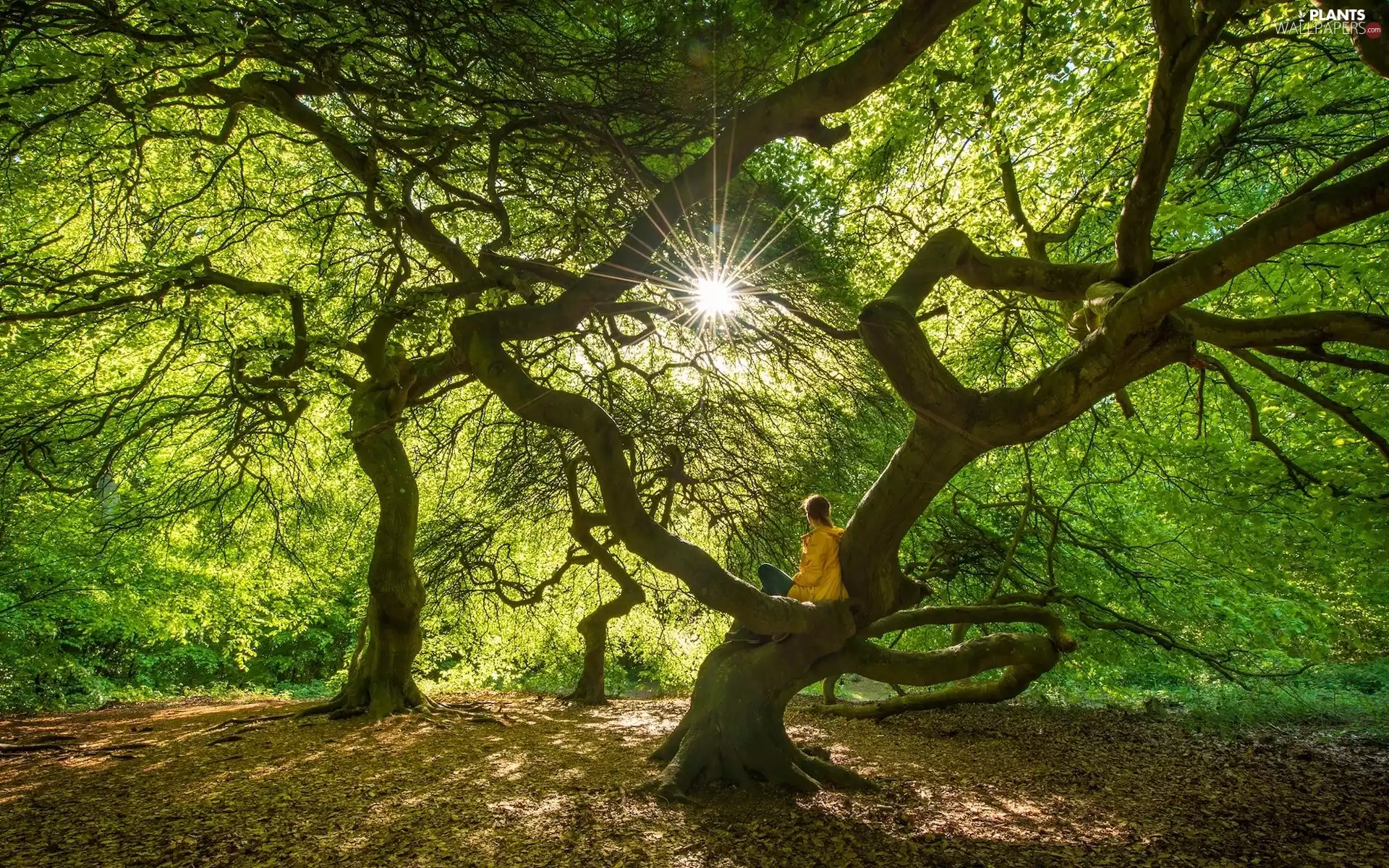 trees, Women, rays of the Sun, viewes