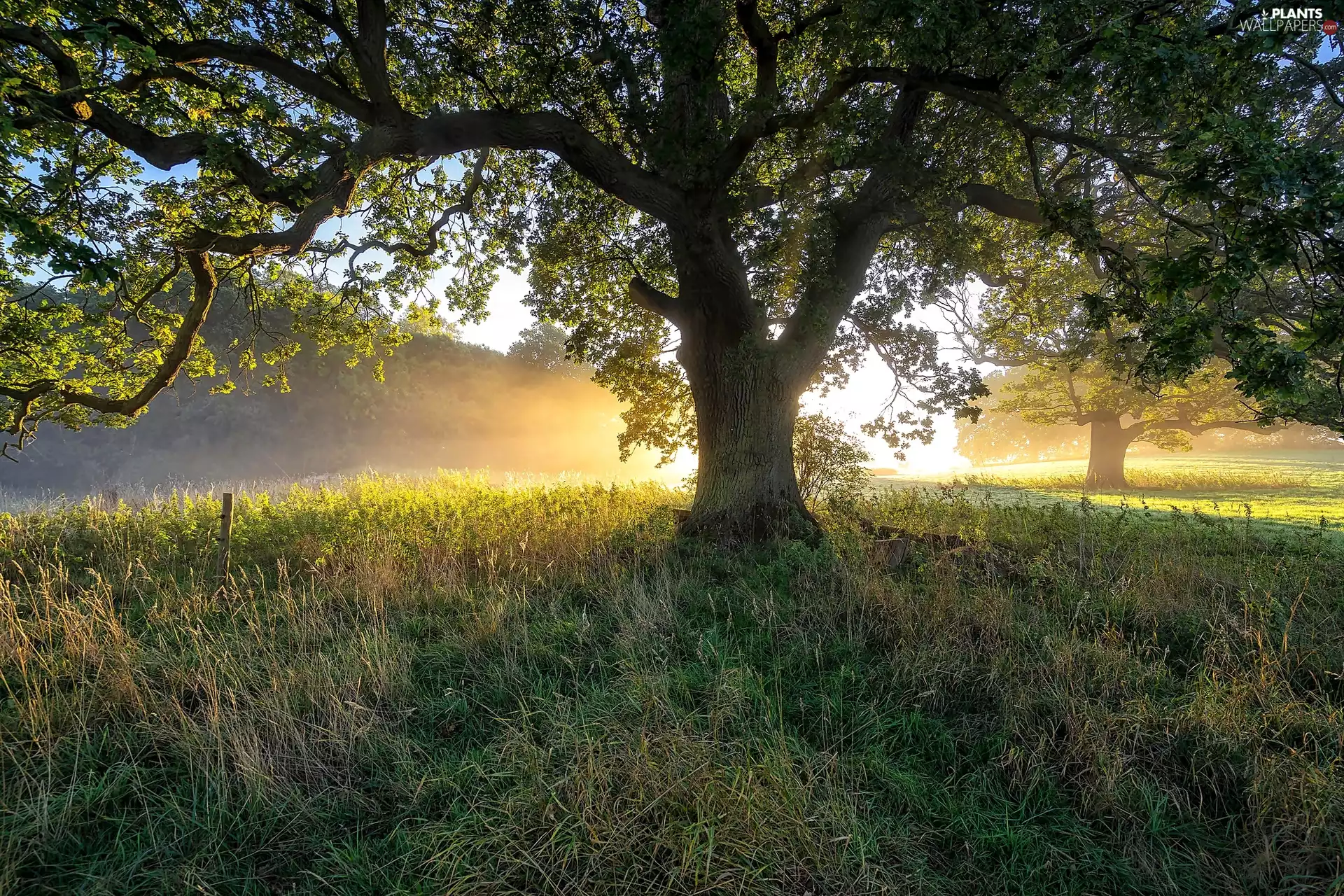 grass, trees, rays of the Sun