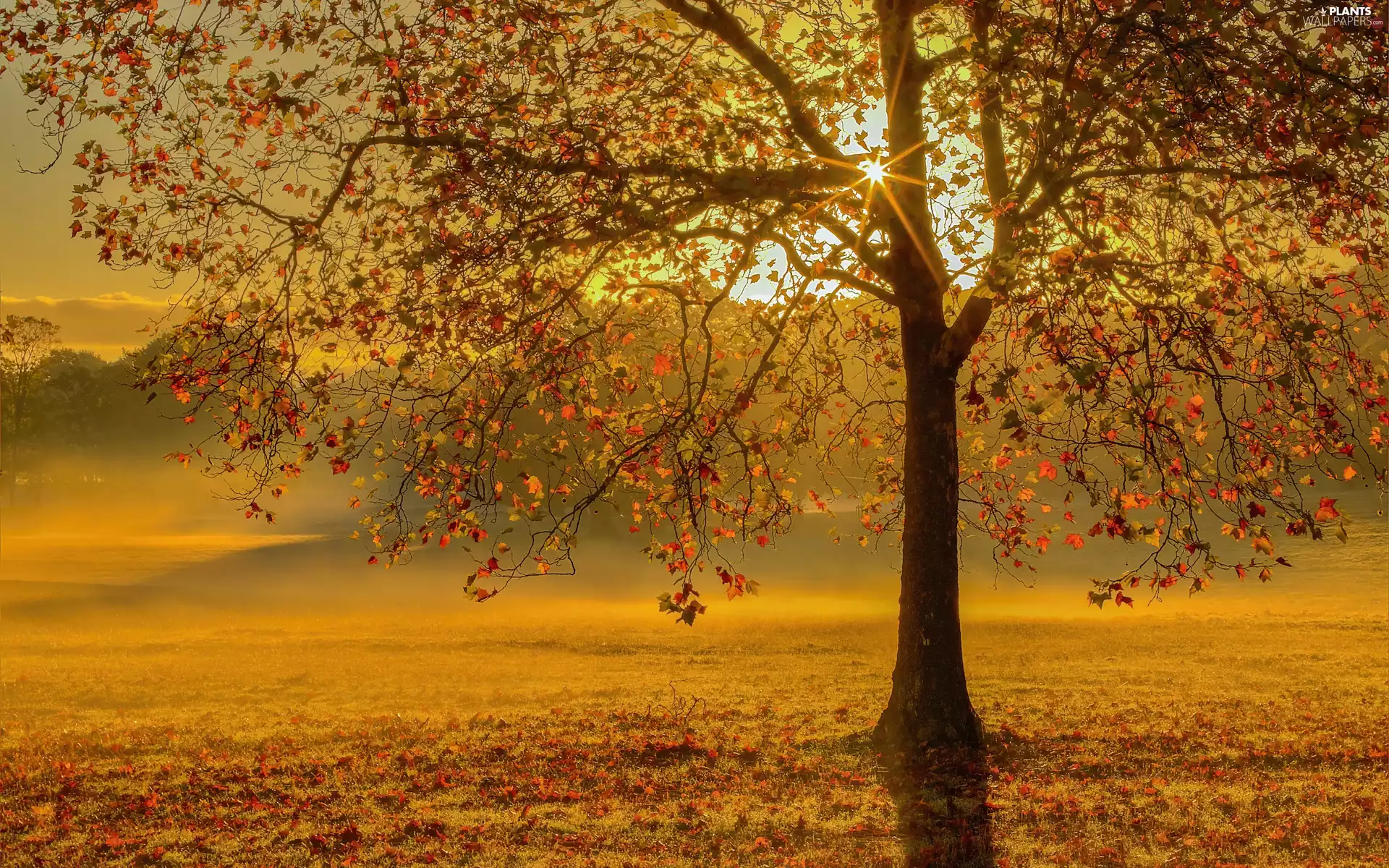 trees, autumn, rays of the Sun