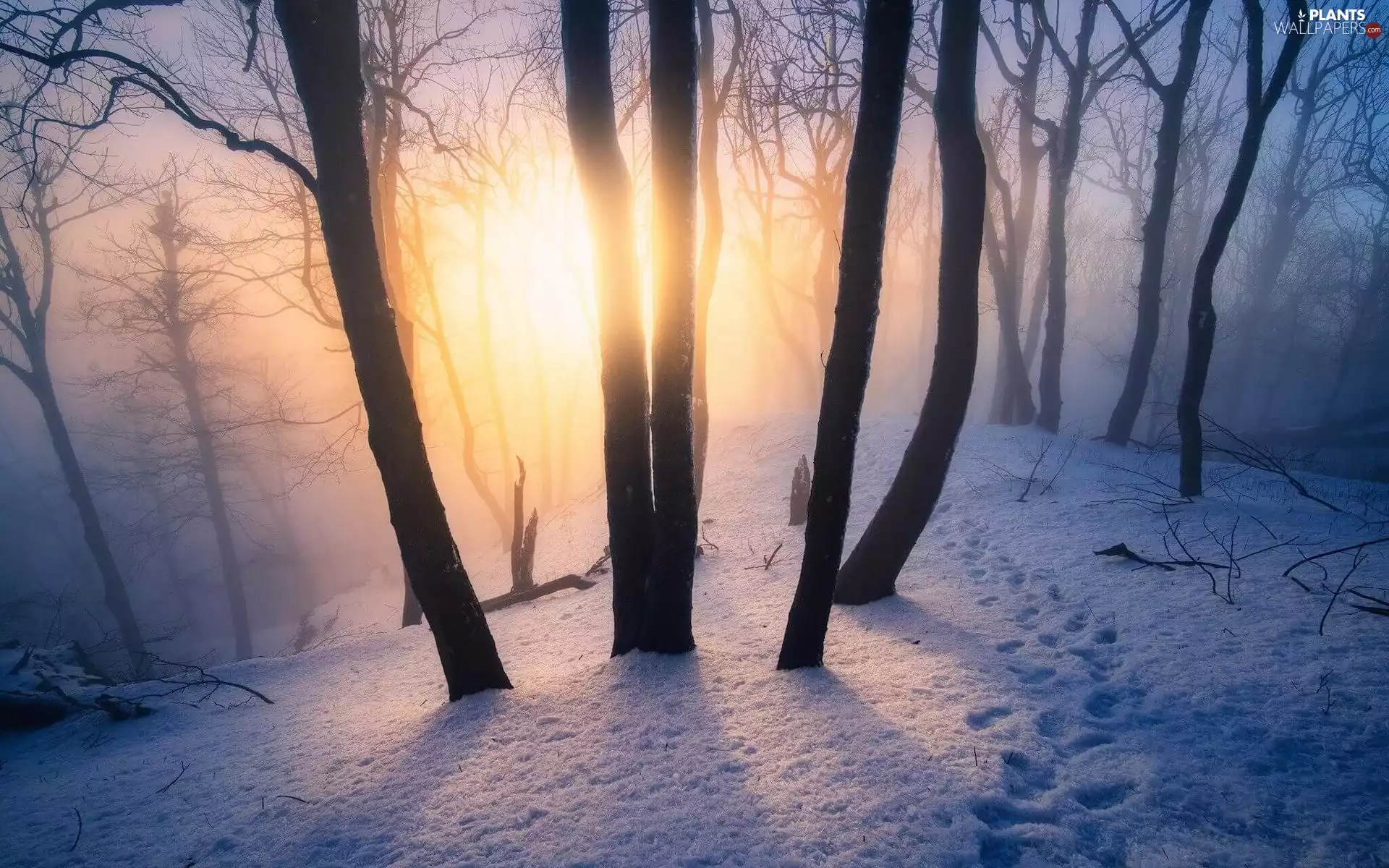 forest, trees, Fog, viewes, traces, rays of the Sun, winter, snow