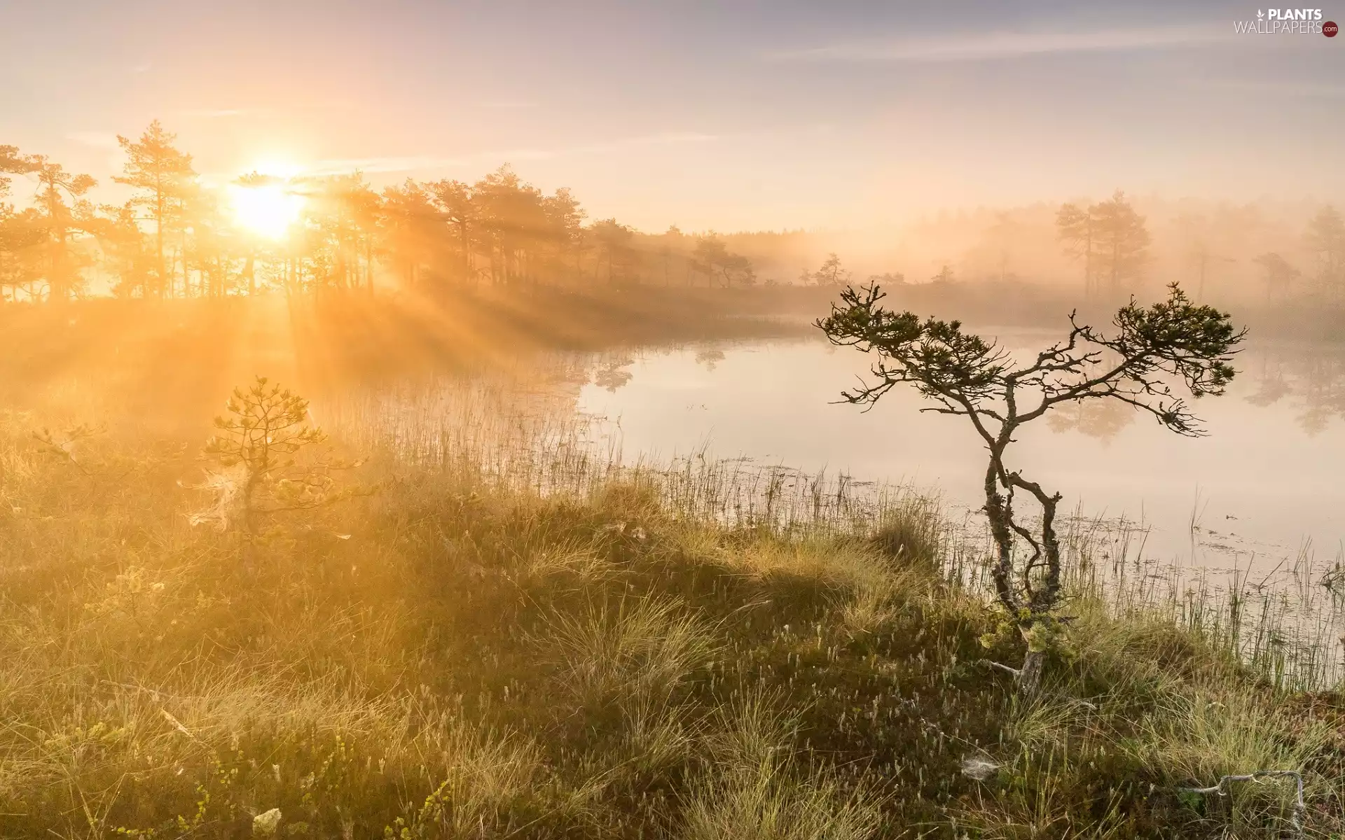 Fog, lake, pine, grass, viewes, rays of the Sun, Sunrise, trees