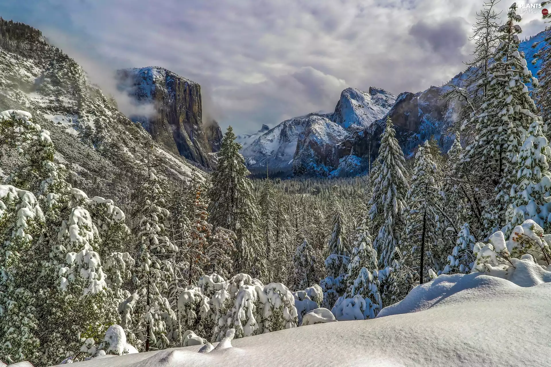 Yosemite National Park, Yosemite Valley, State of California, The United States, viewes, Spruces, Mountains, trees, winter