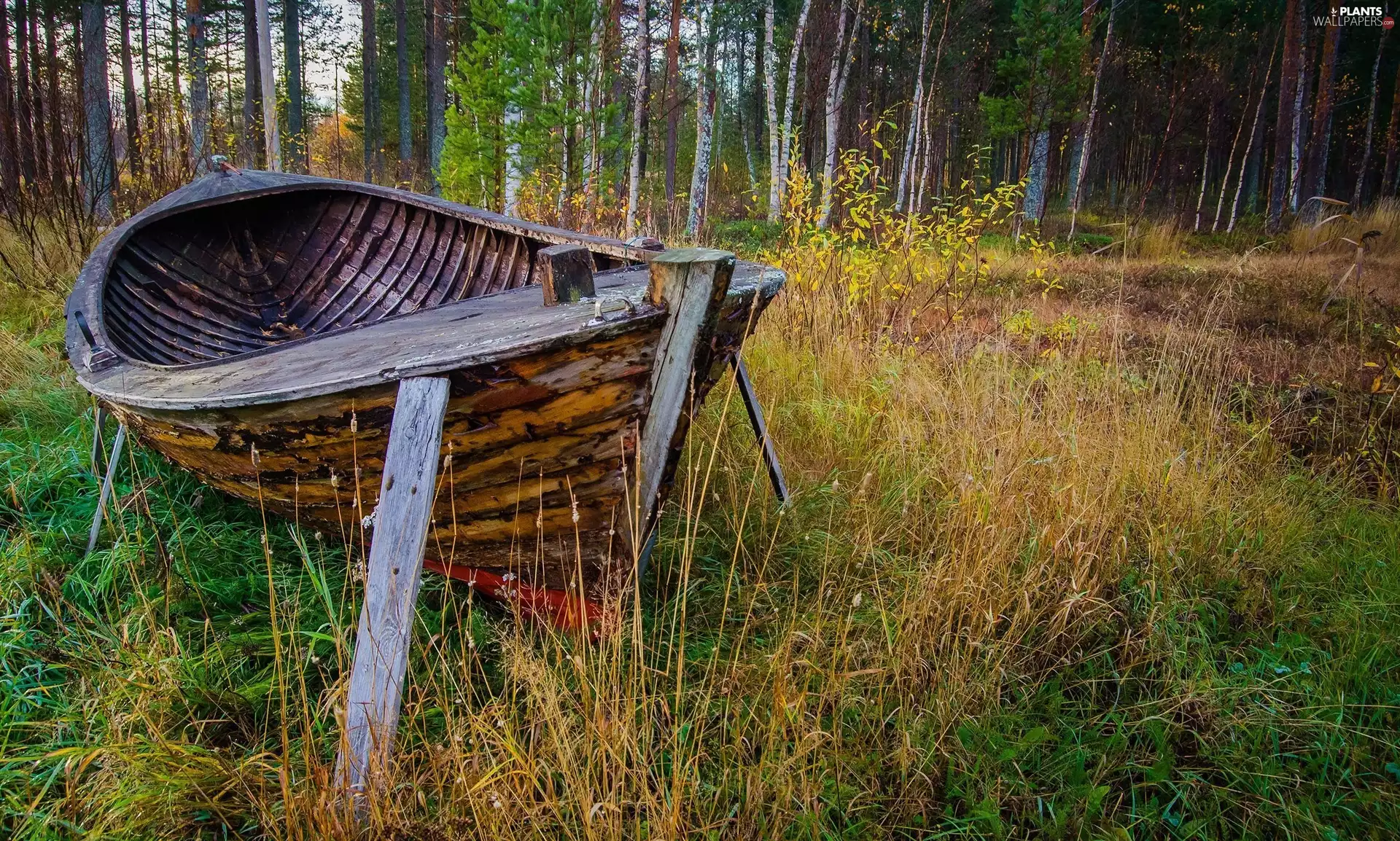 forest, Old, bath-tub, grass