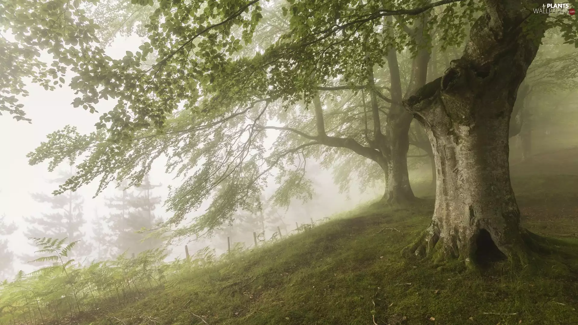 Fog, trees, viewes, old