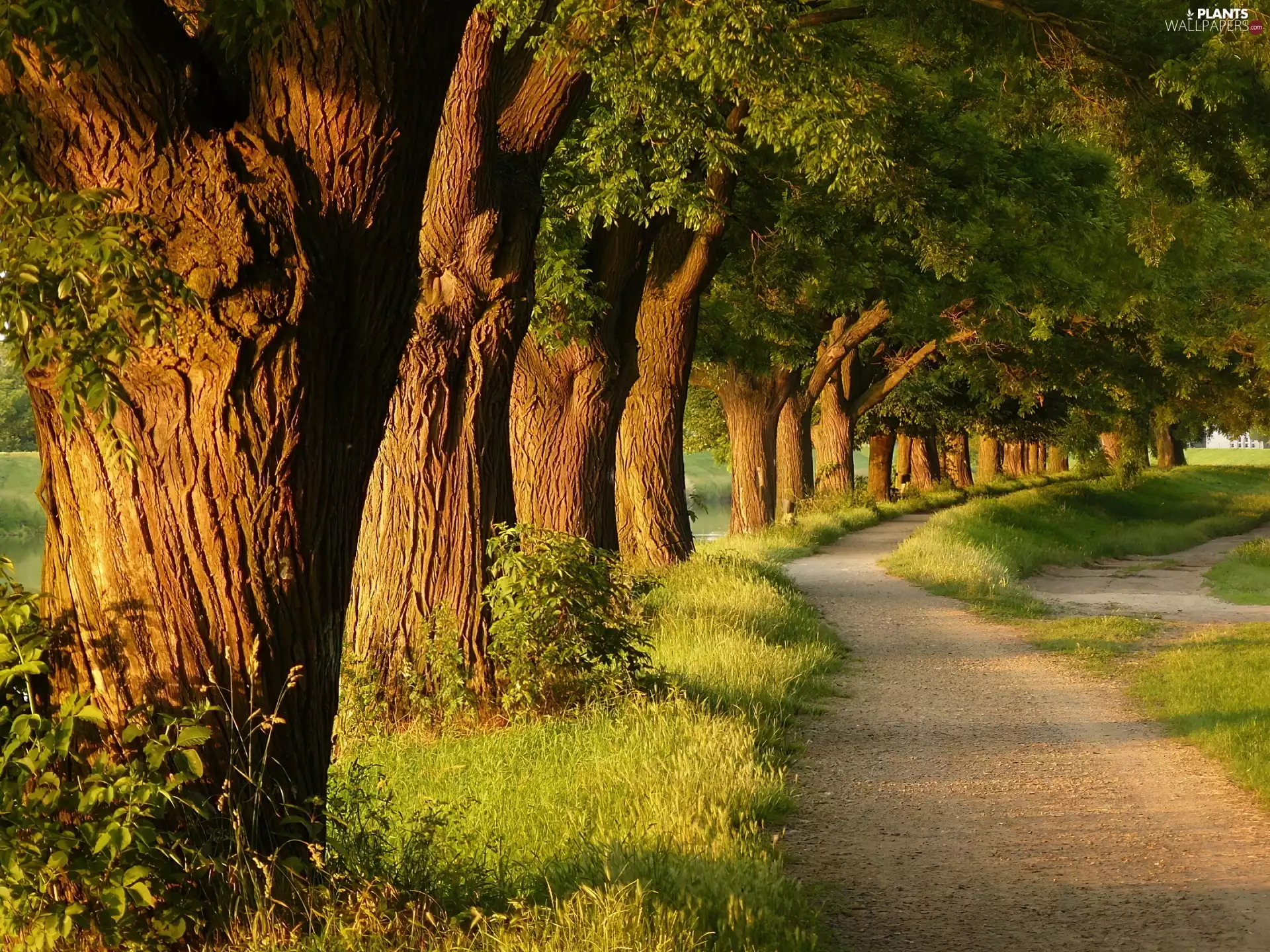 lane, trees, viewes, old