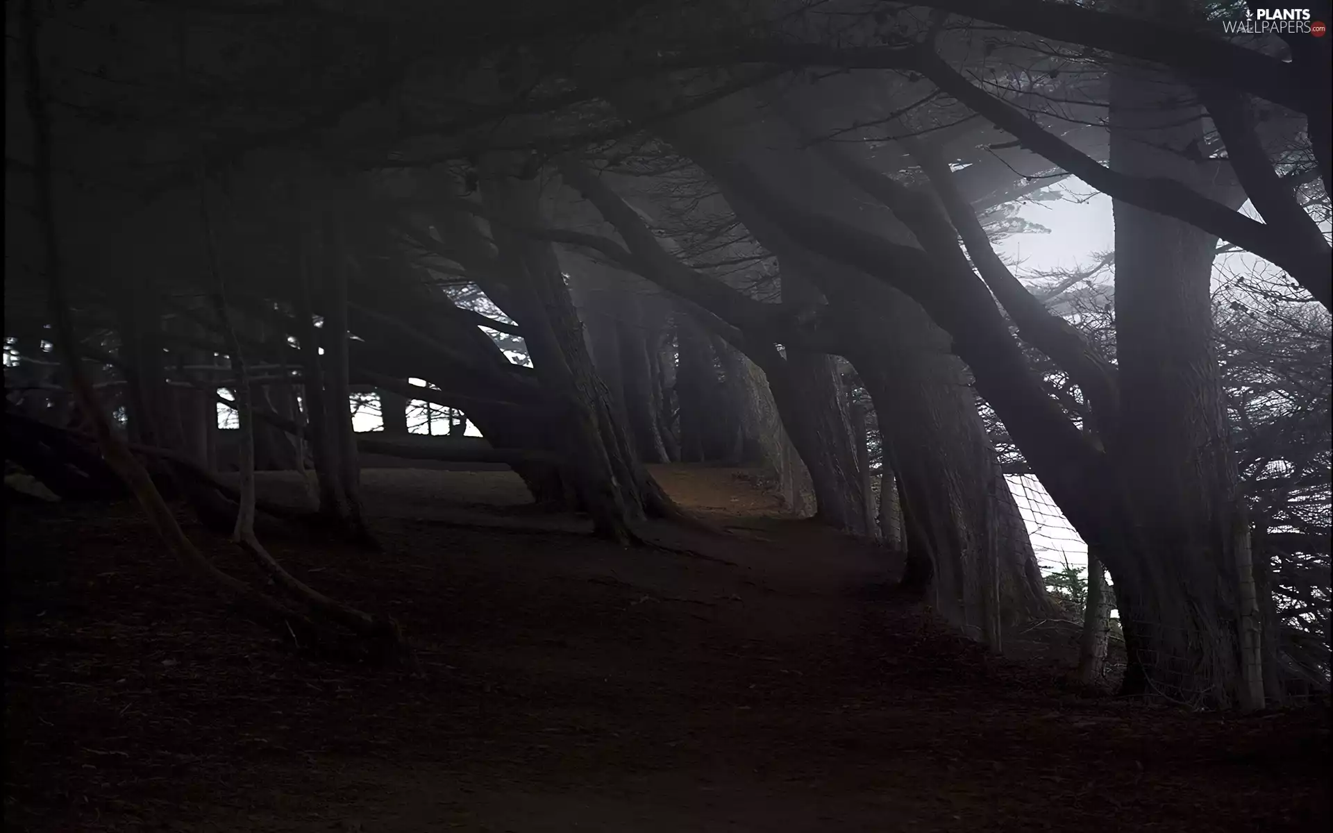 Park, trees, viewes, old