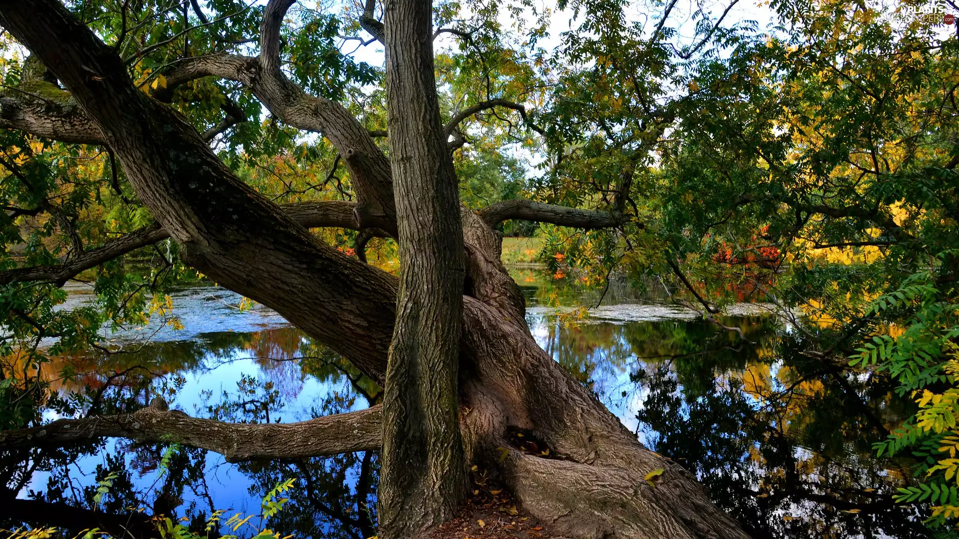 trees, Pond - car, old