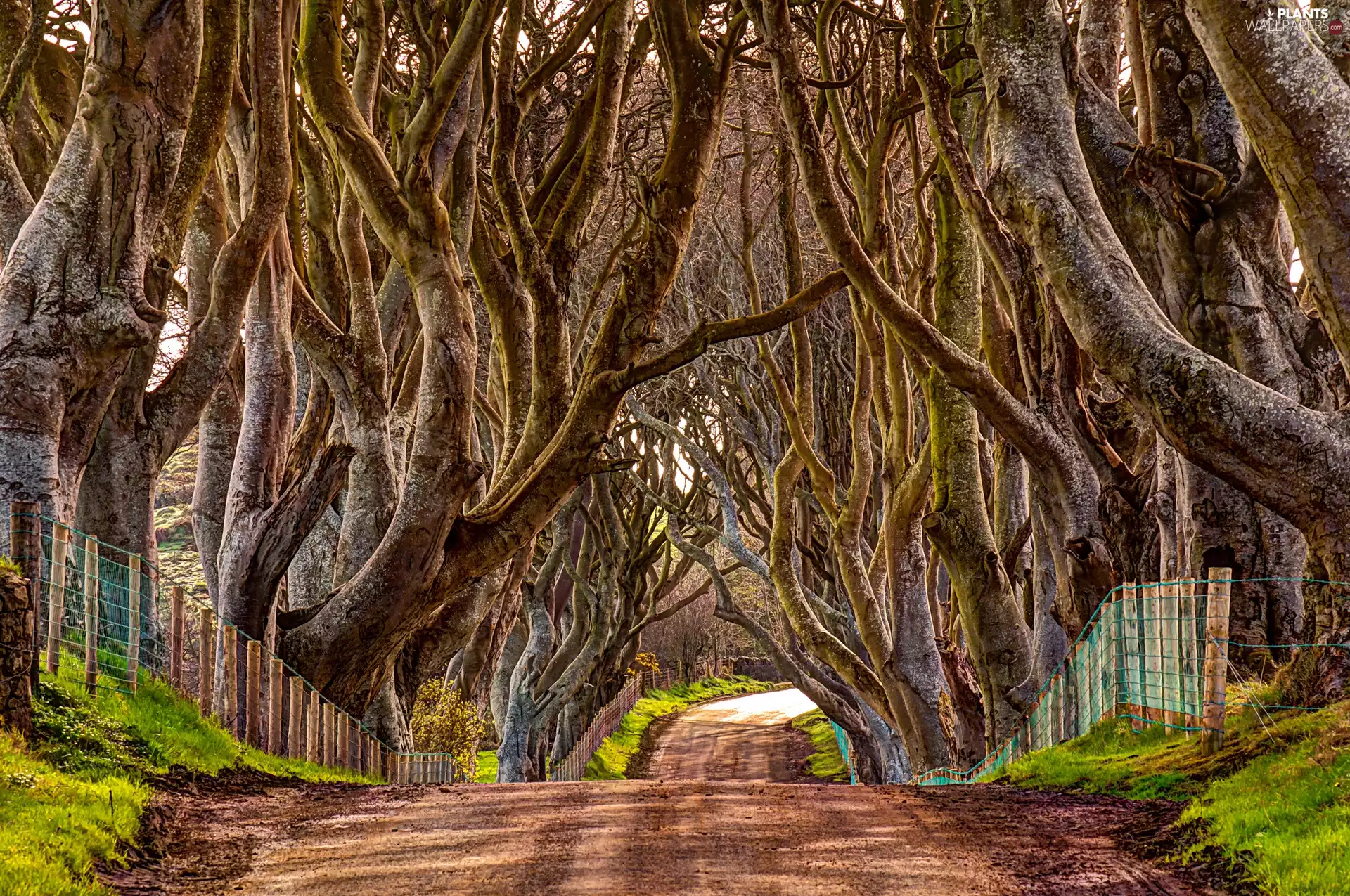 Way, trees, viewes, old