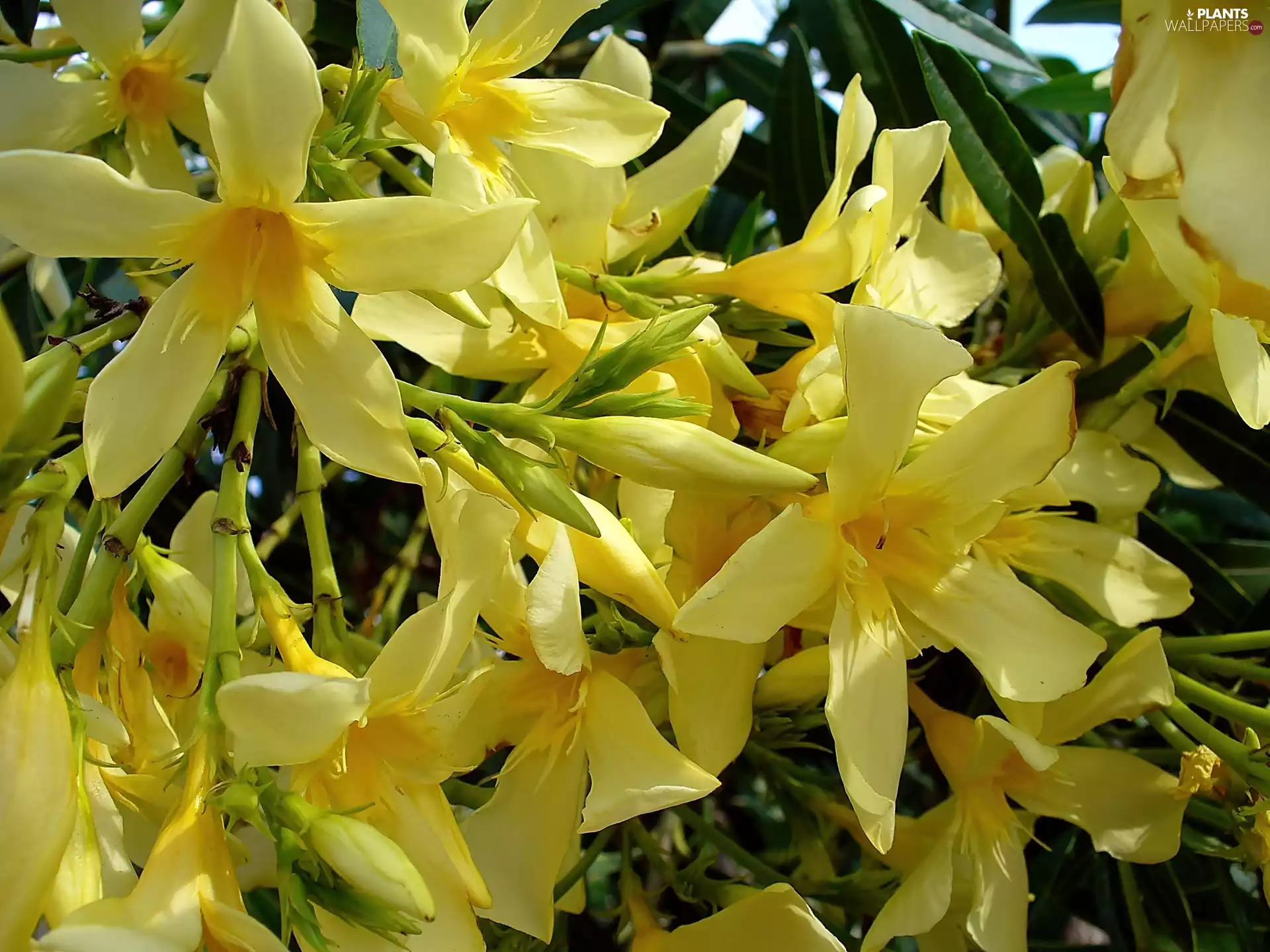 oleander, flower, Yellow
