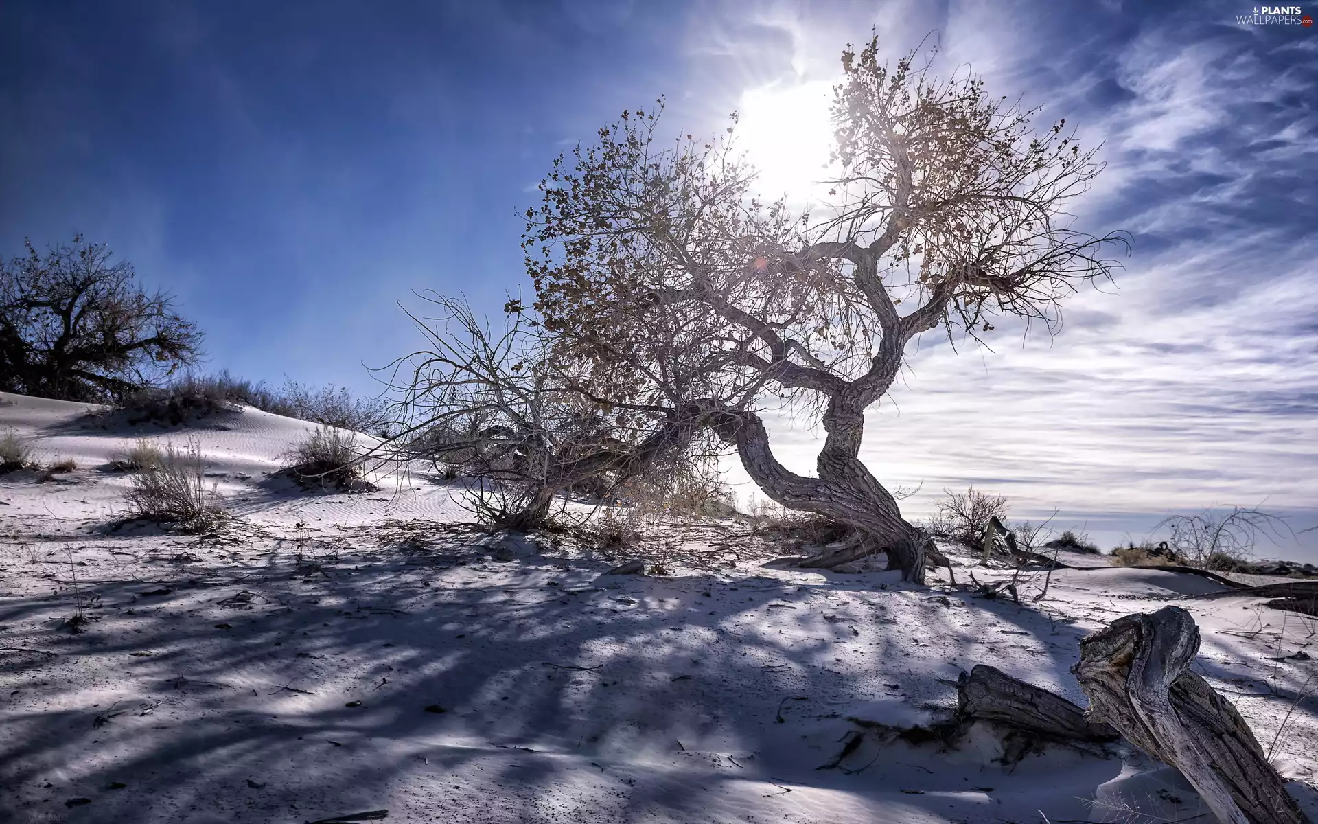 Dwarfish, trees, light breaking through sky, viewes, Lod on the beach, Sand, Desert, dry