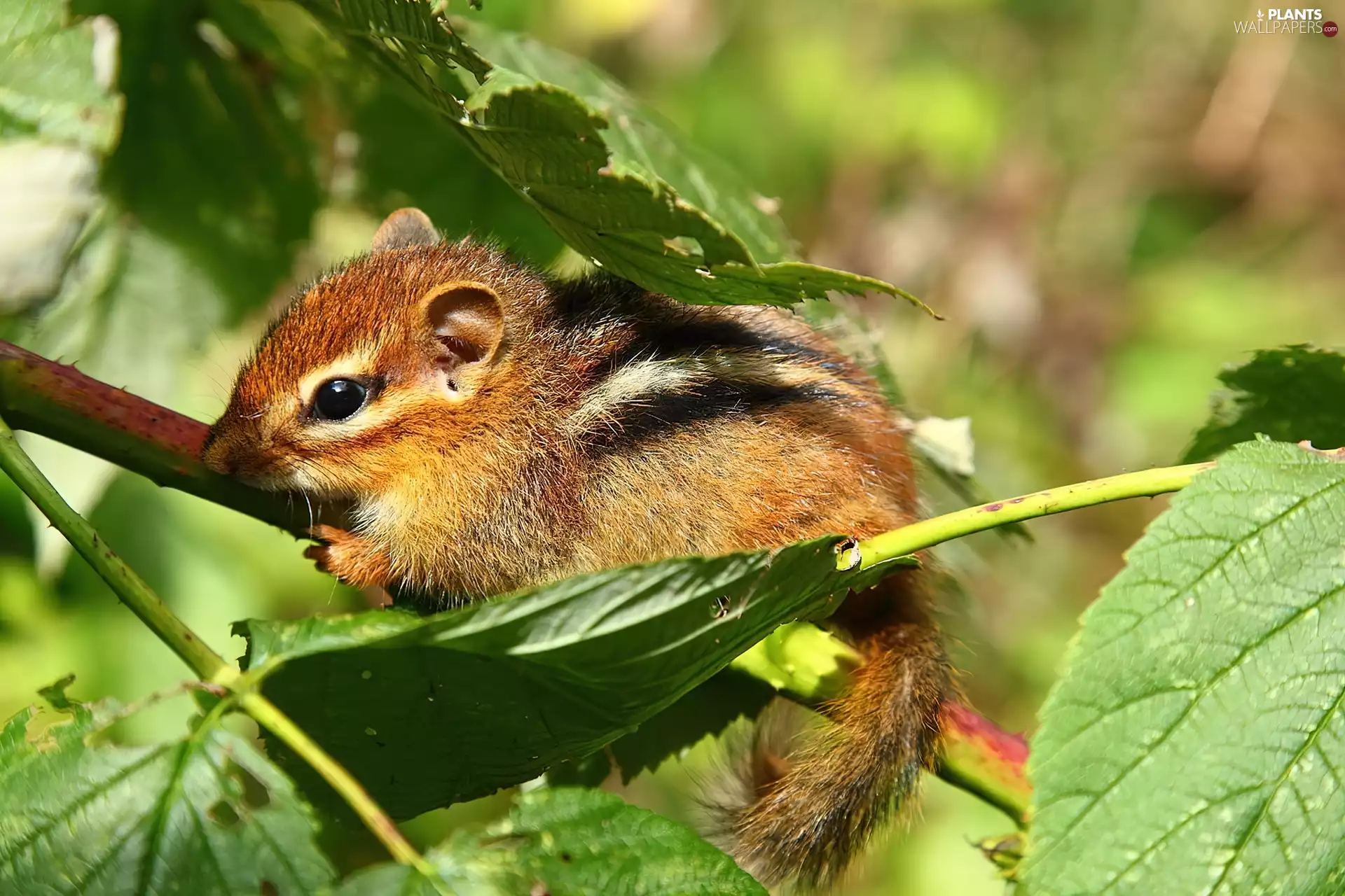 Little one, Chipmunk, Leaf, squirrel