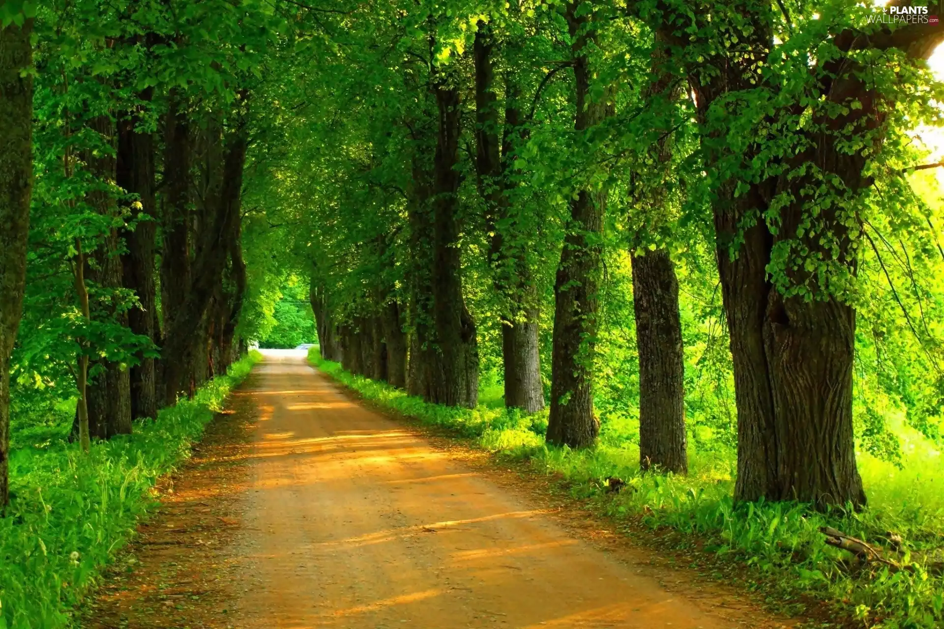 viewes, Spring, green ones, trees, alley