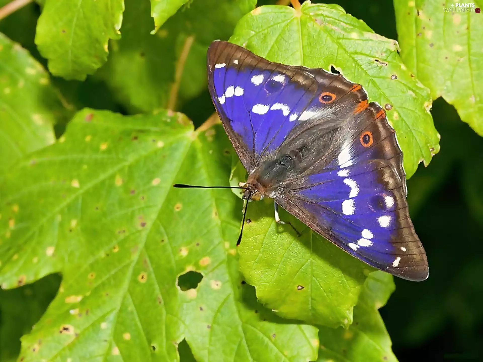 green ones, blue, butterfly, Leaf