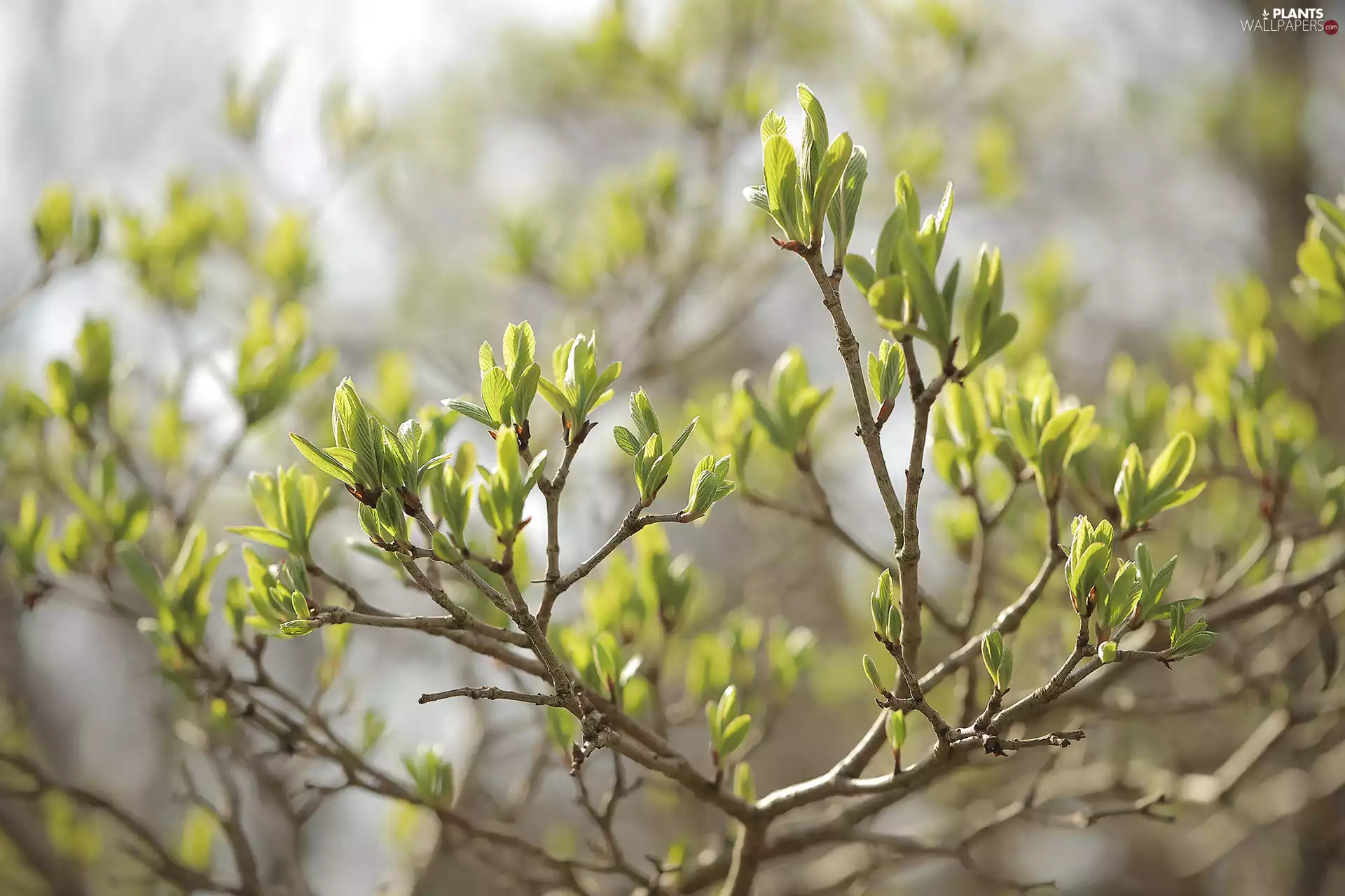 green ones, Buds, Twigs, Leaf