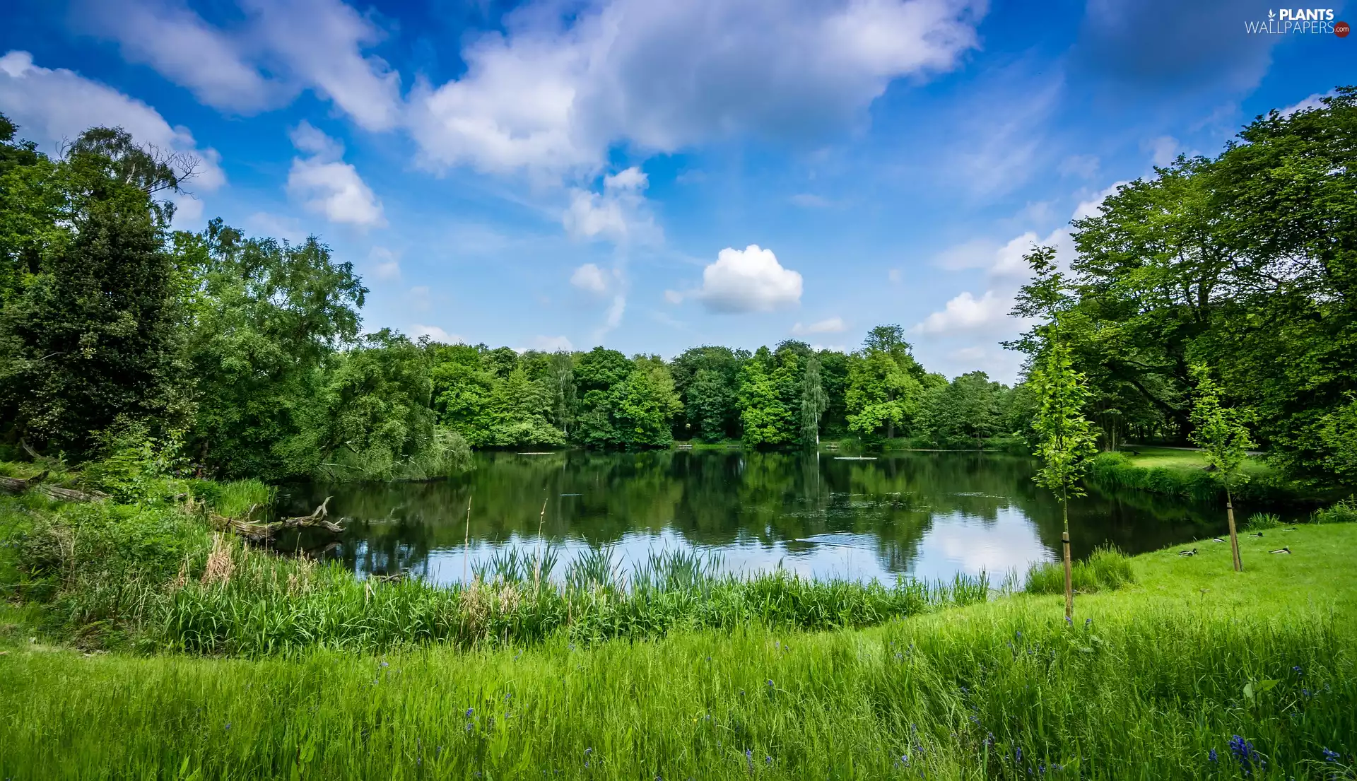 trees, Pond - car, grass, summer, viewes, green ones