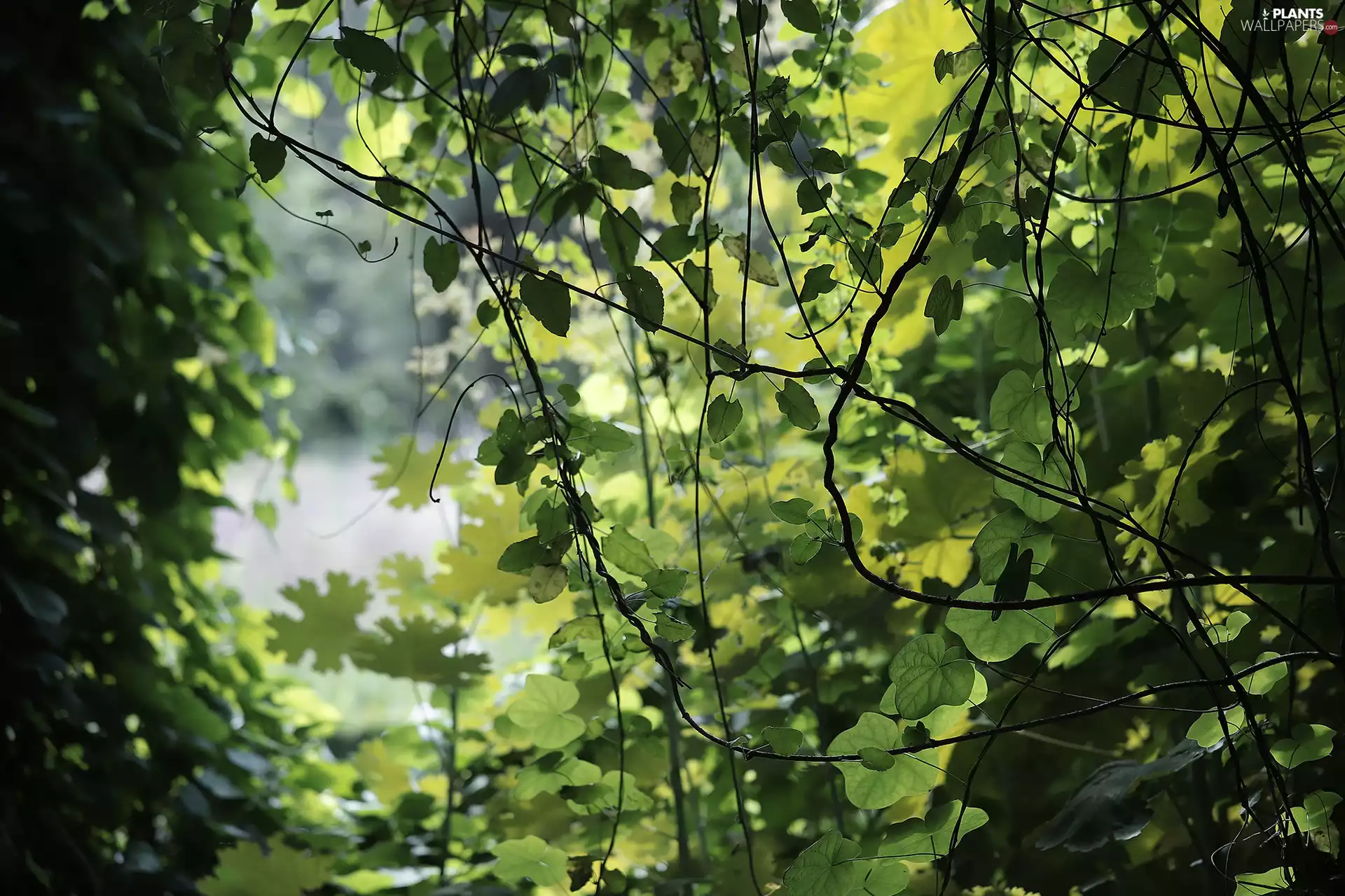Climbers, Leaf, green ones