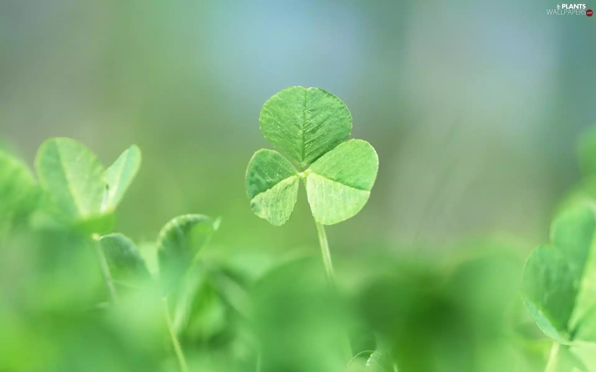 green ones, clover, background, leaves
