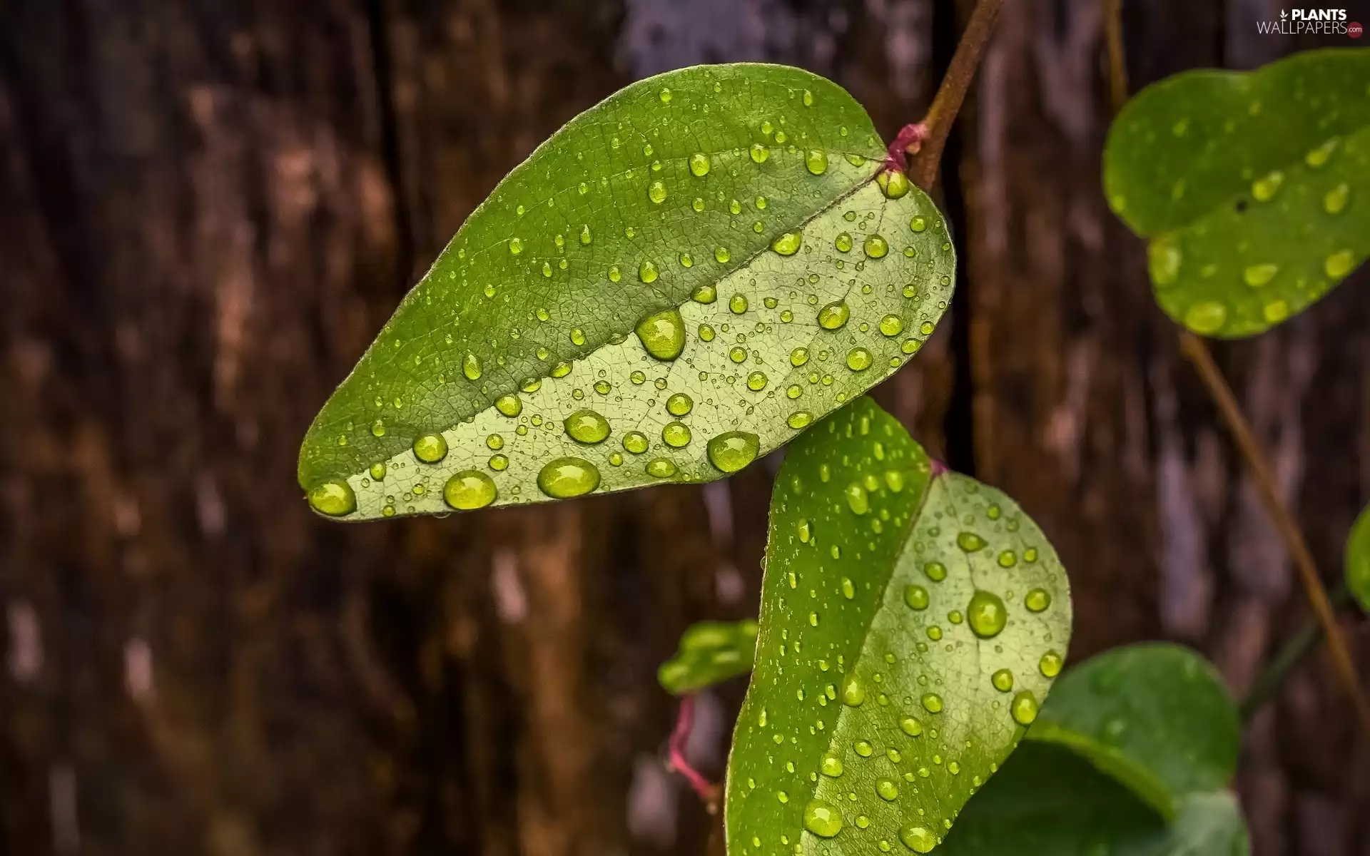 green ones, drops, rain, Leaf