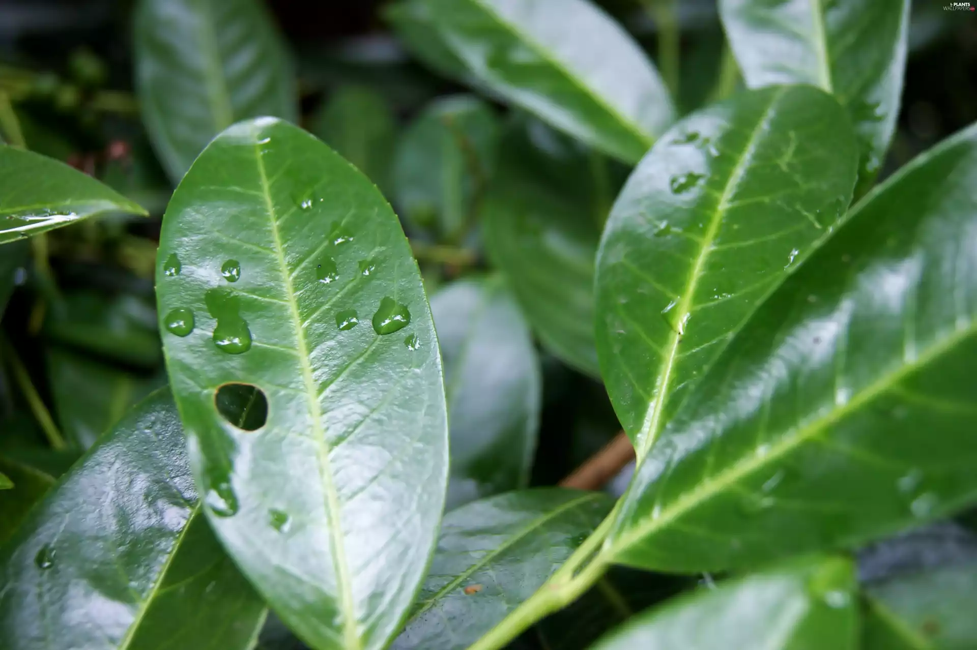 green ones, drops, rain, Leaf