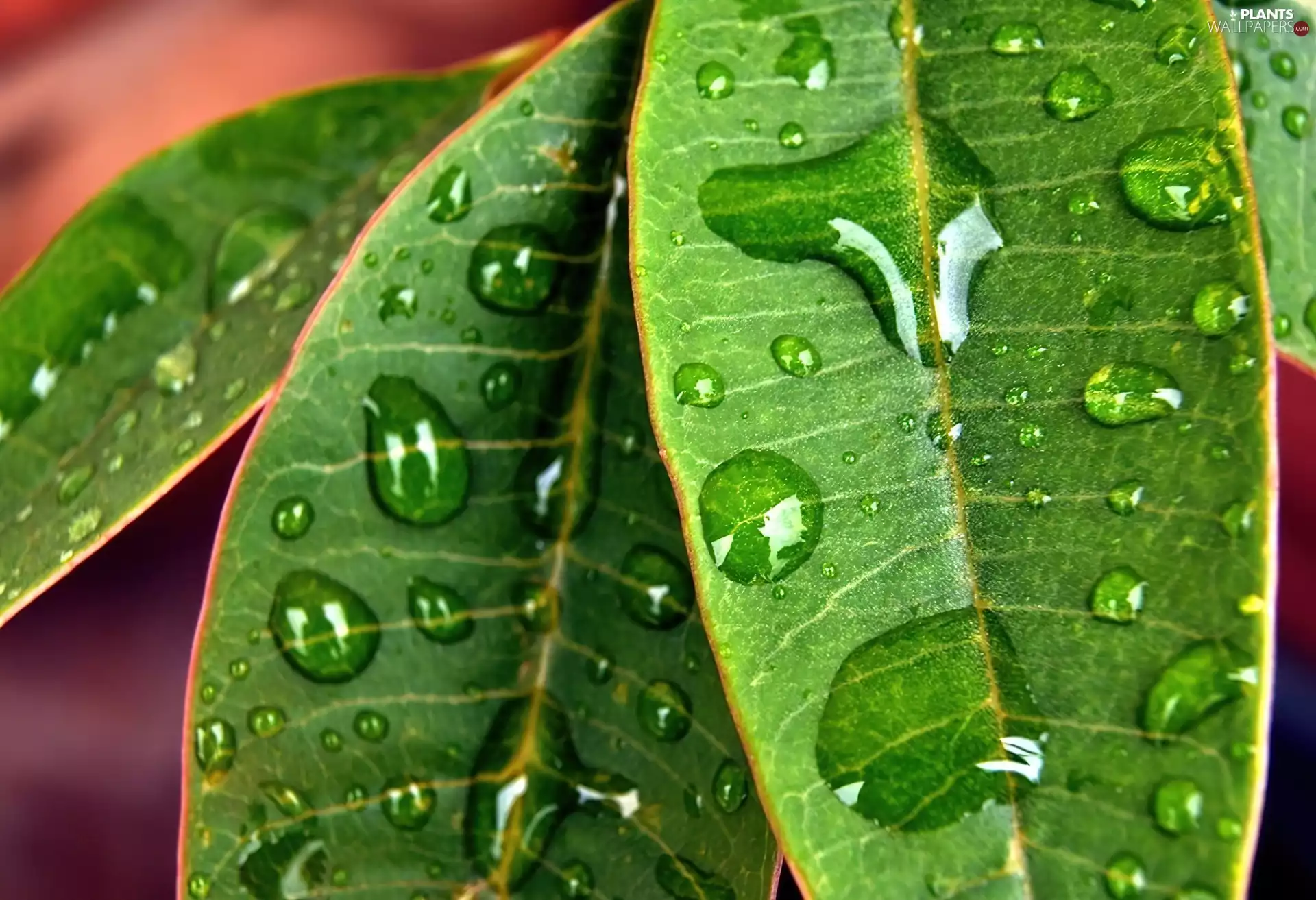 green ones, drops, water, Leaf