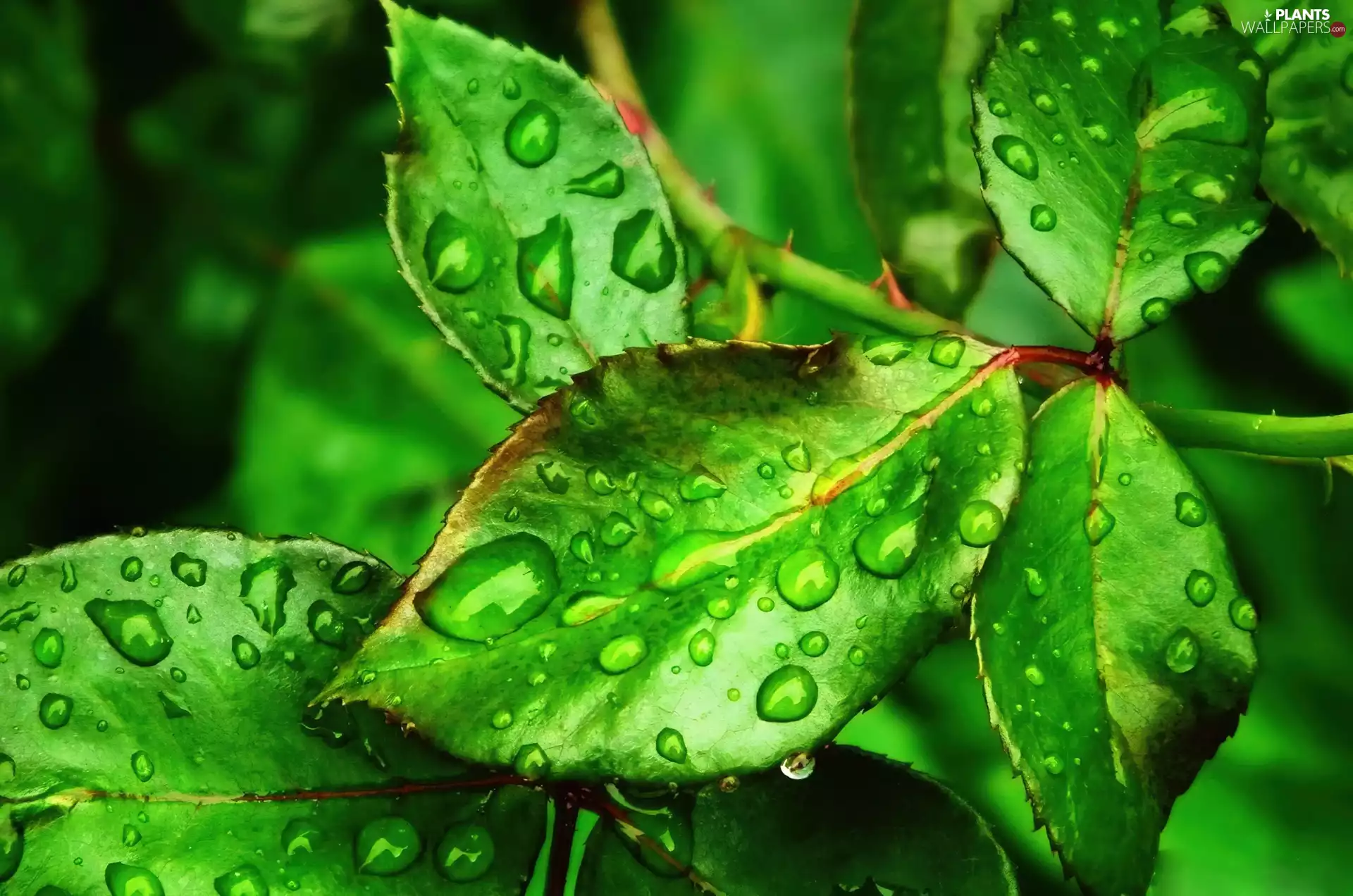green ones, drops, water, Leaf
