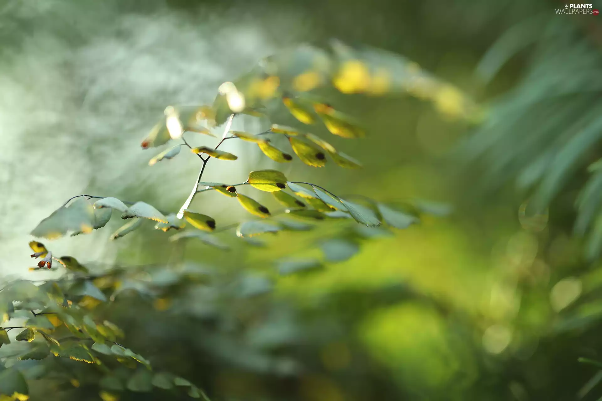 green ones, Fern, Close, Leaf
