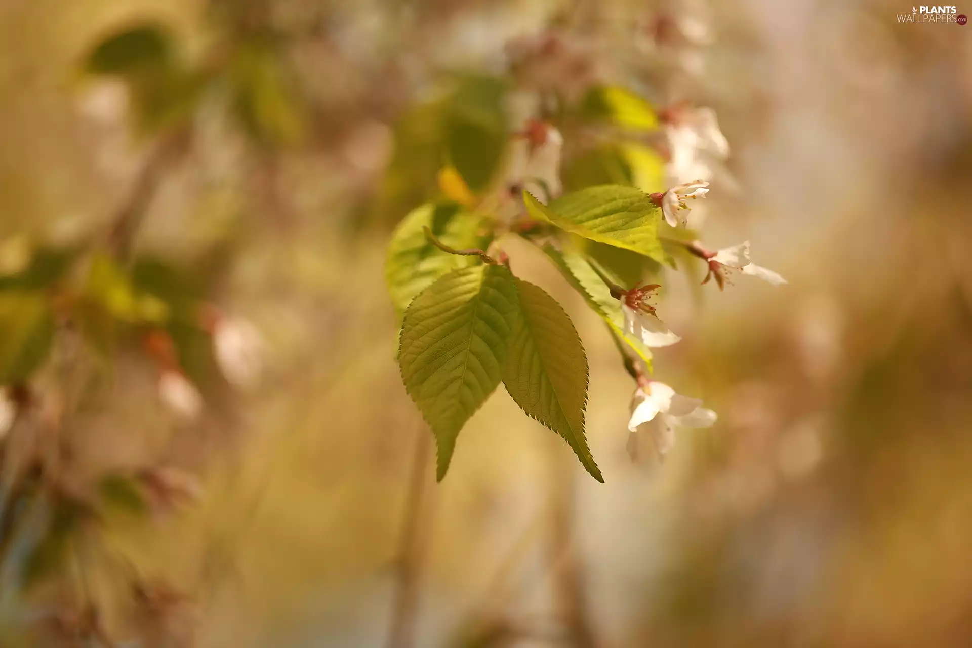 green ones, Flowers, twig, Leaf