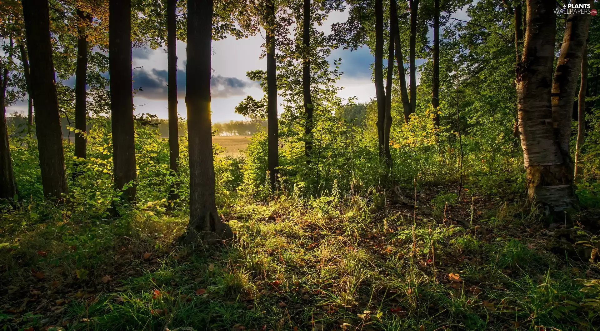 viewes, grass, green ones, trees, forest