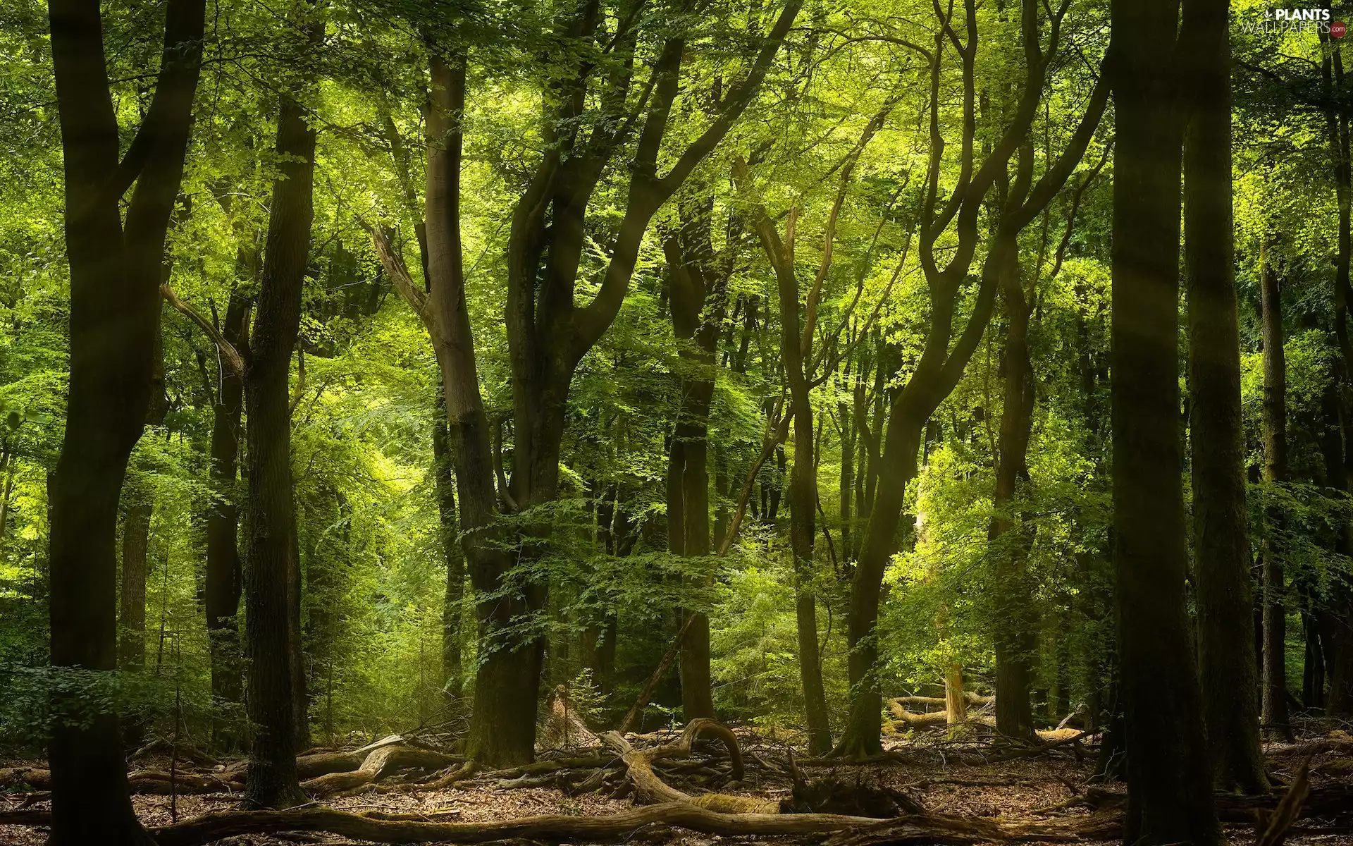 viewes, Spring, green ones, trees, forest
