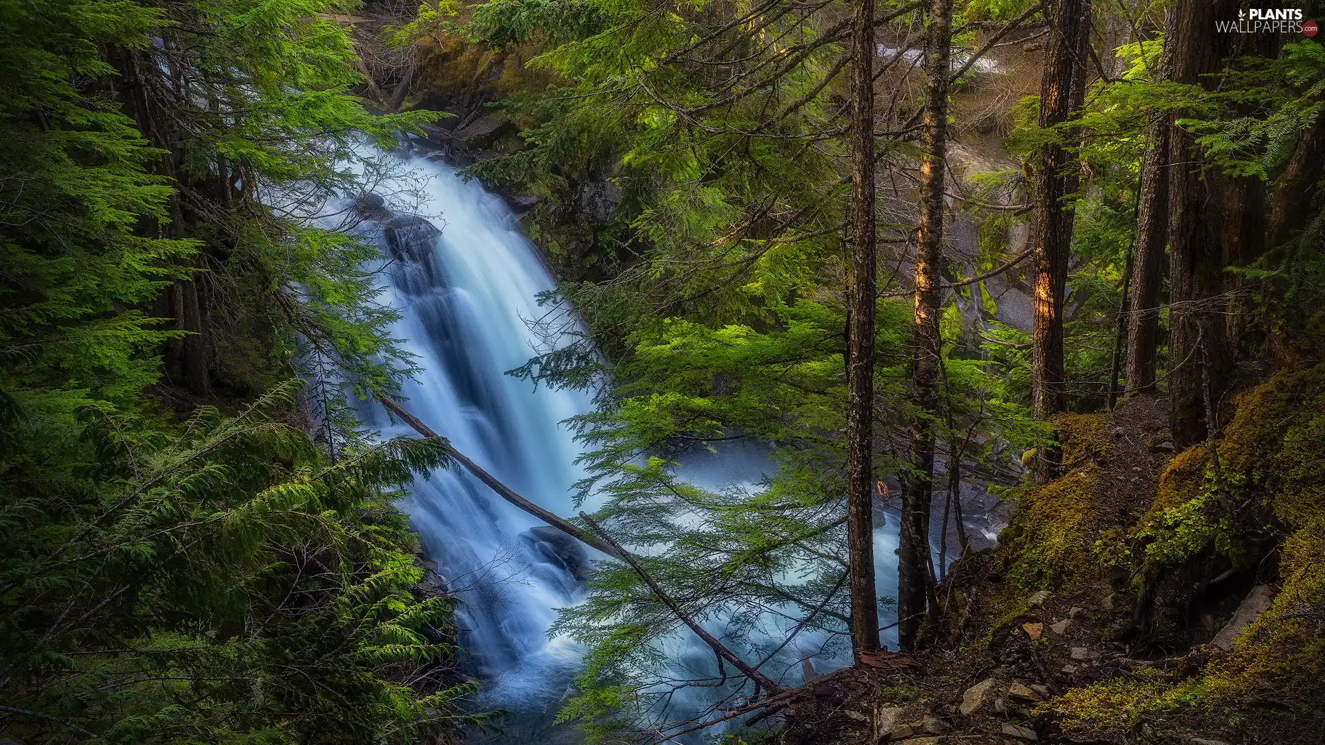 viewes, waterfall, green ones, trees, forest