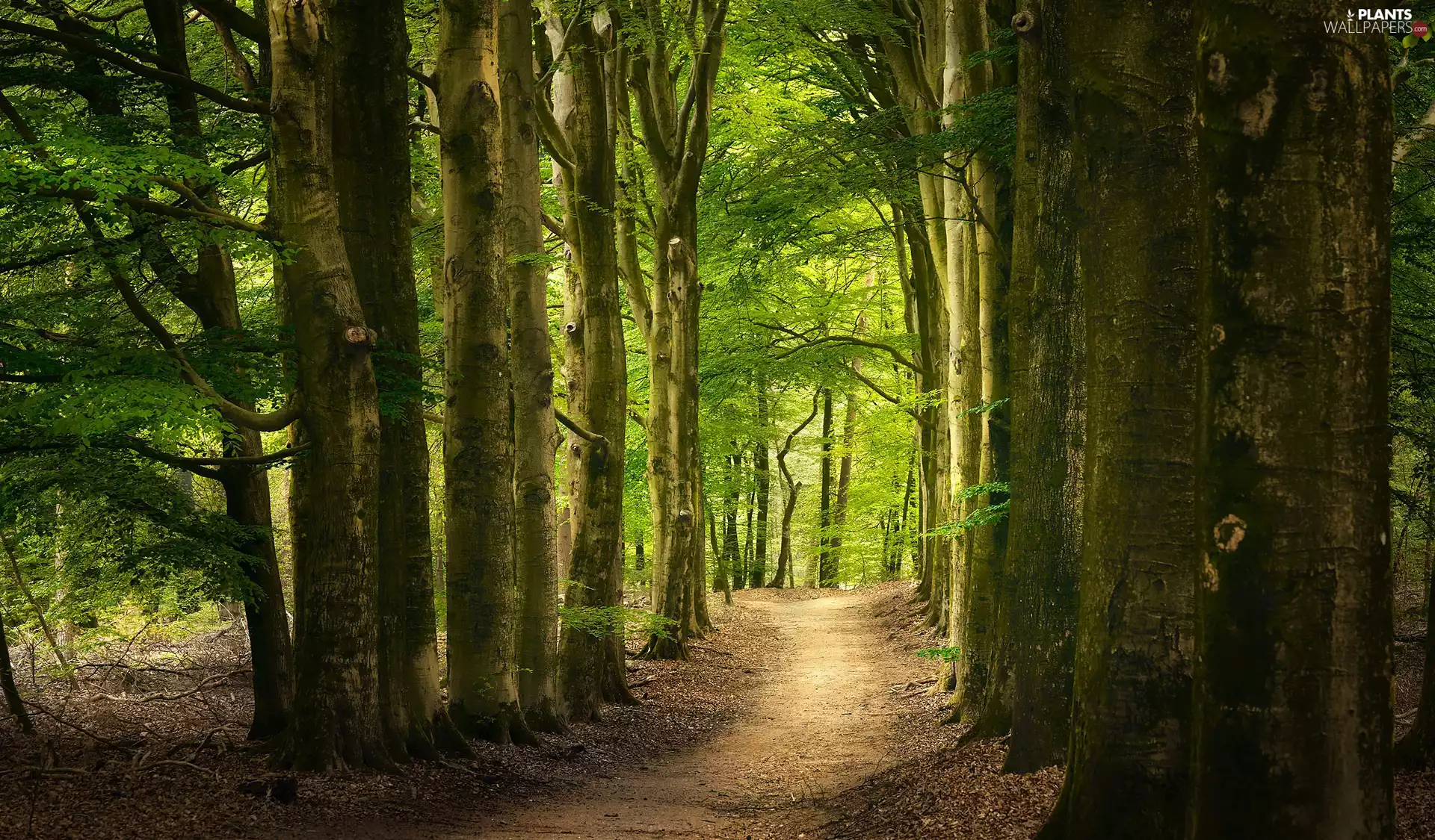 viewes, Way, green ones, trees, forest