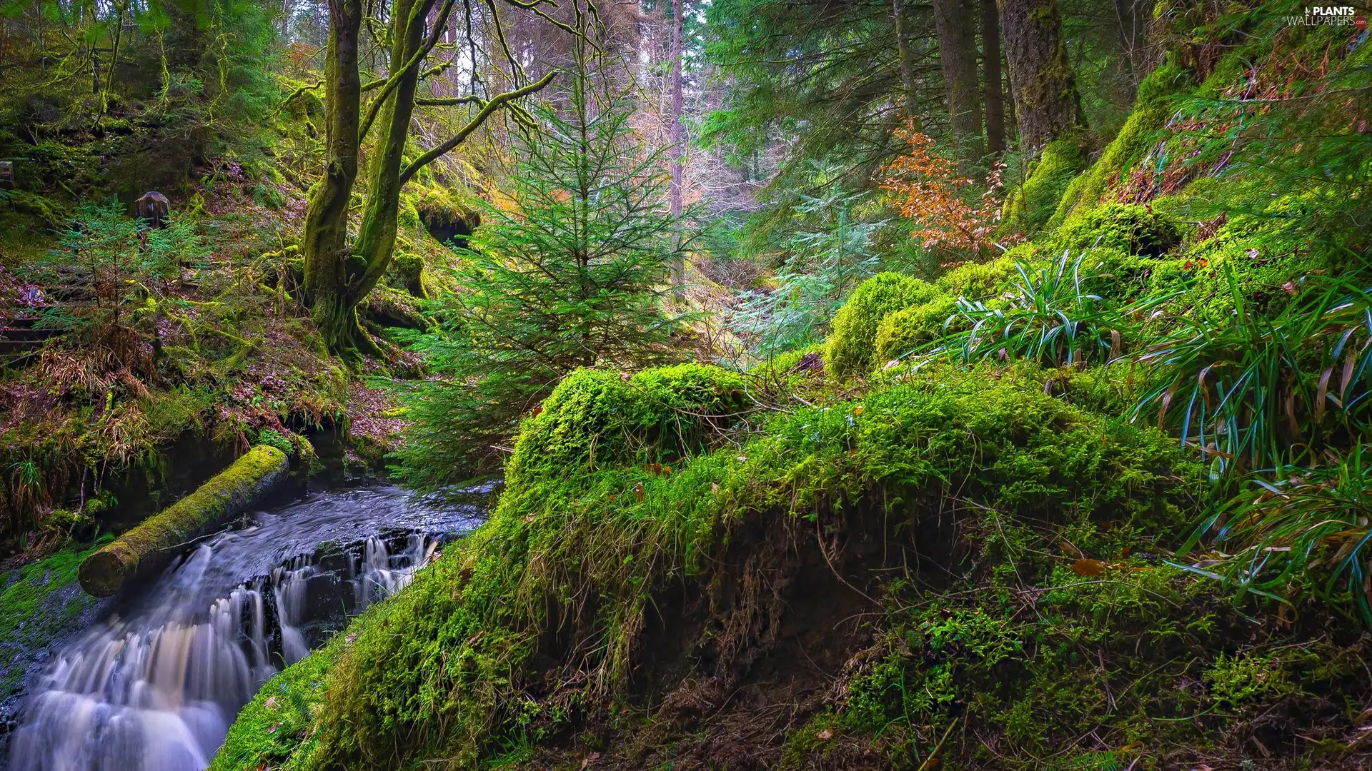 trees, forest, green ones, Plants, viewes, River