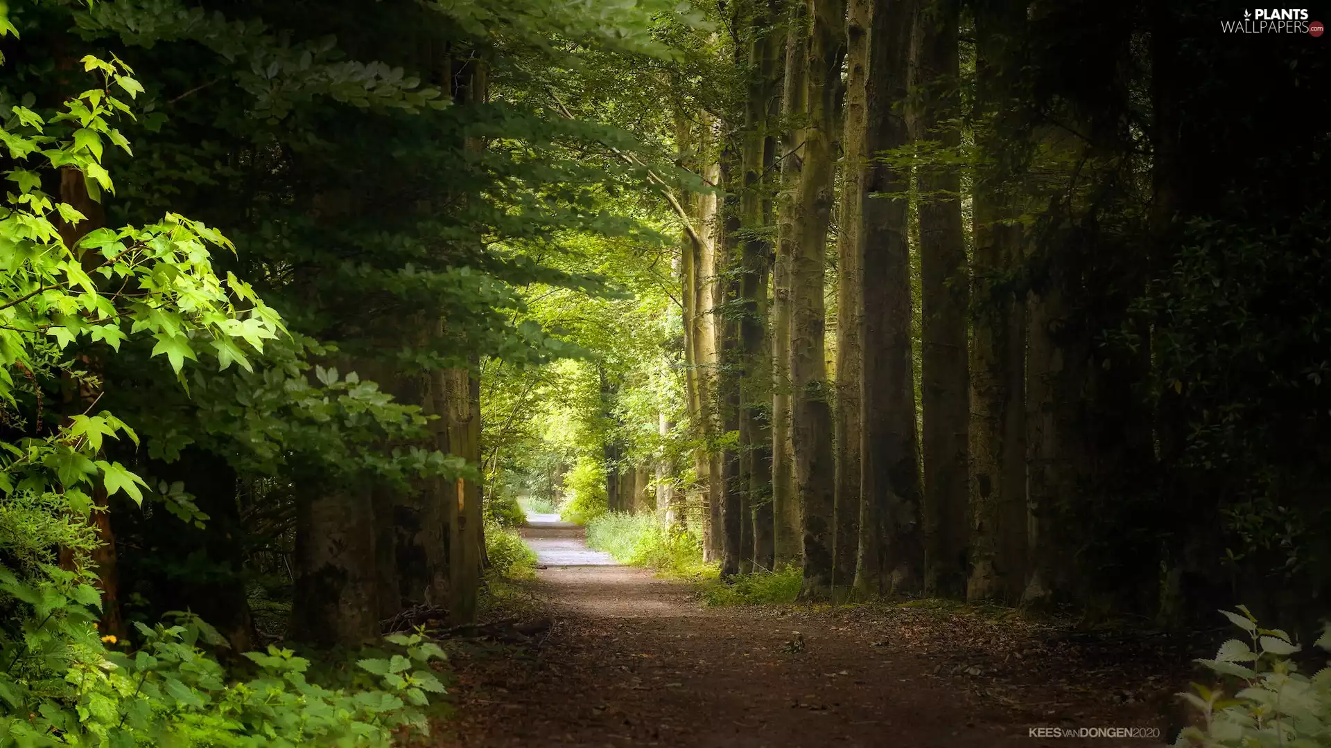 trees, forest, green ones, Leaf, viewes, Way