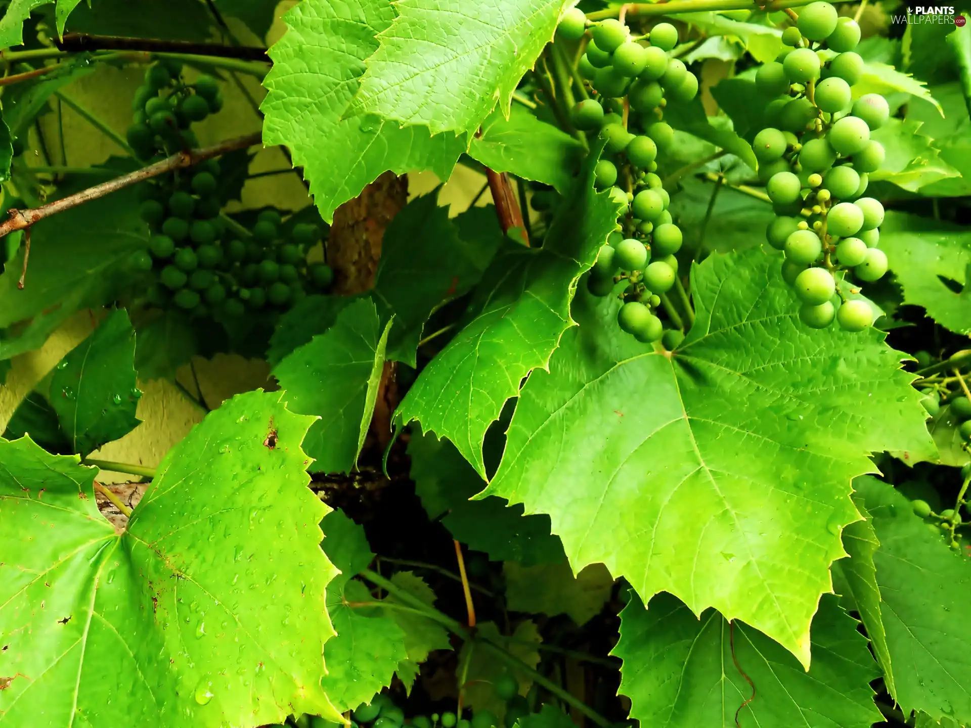 Grapes, green ones