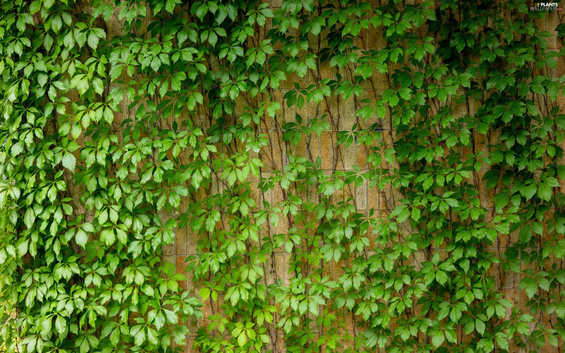 grape-vine, green ones, Leaf, Virginia Creeper