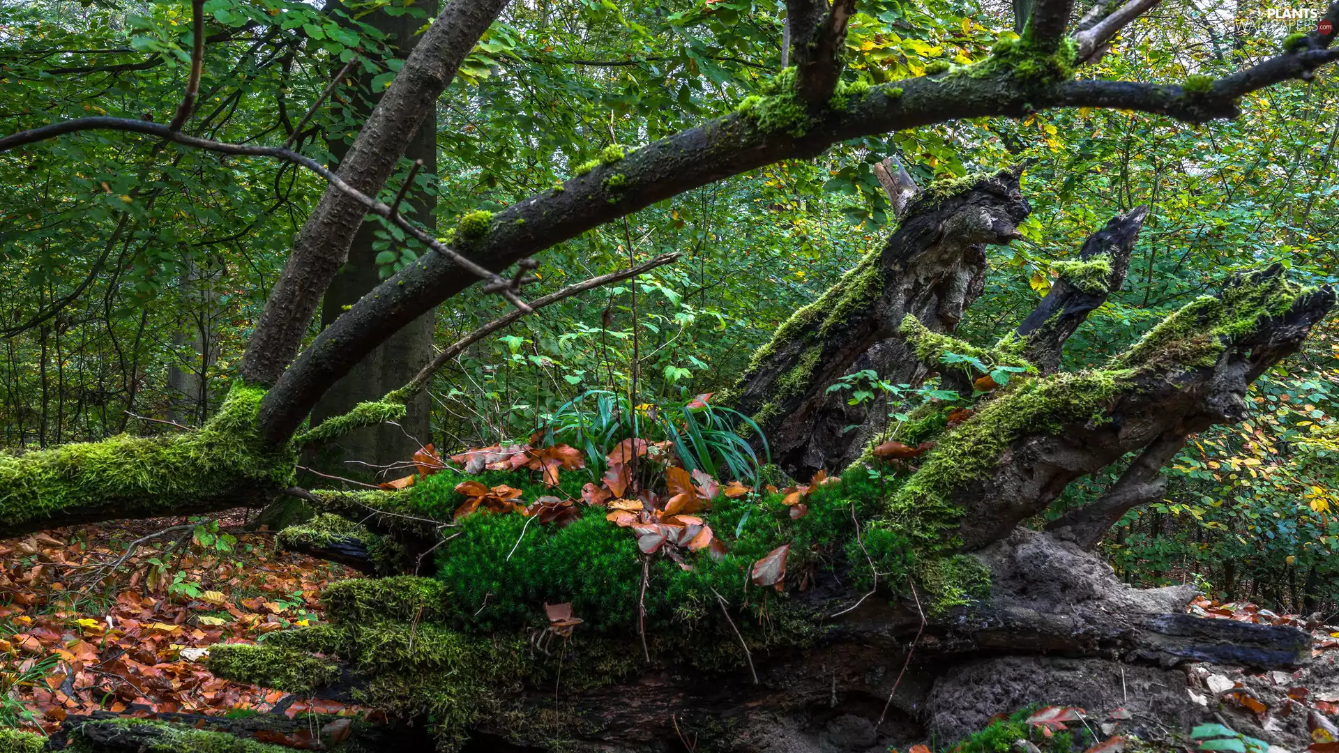 branch pics, forest, fallen, trees, green ones, Leaf, rotten, trunk, mossy