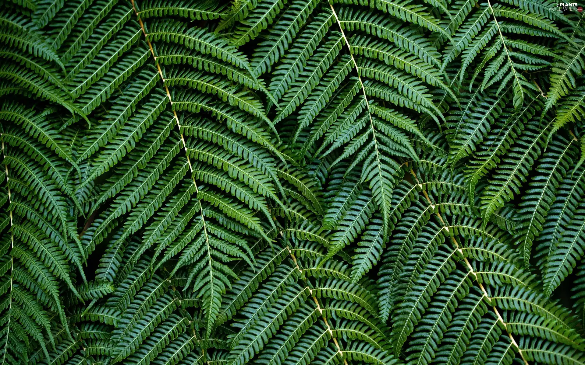 Leaf, Fern, green ones