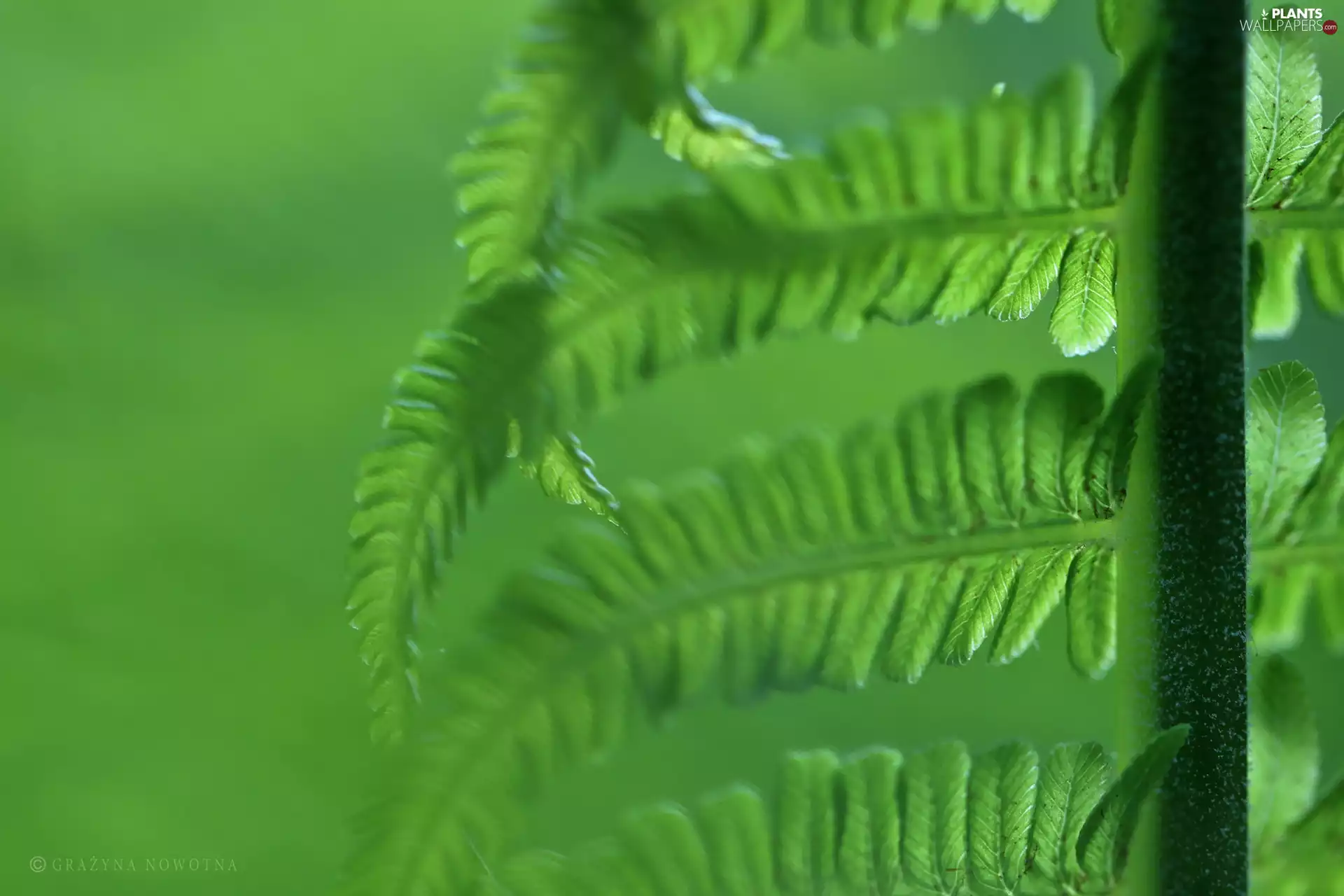 Leaf, fern, green ones