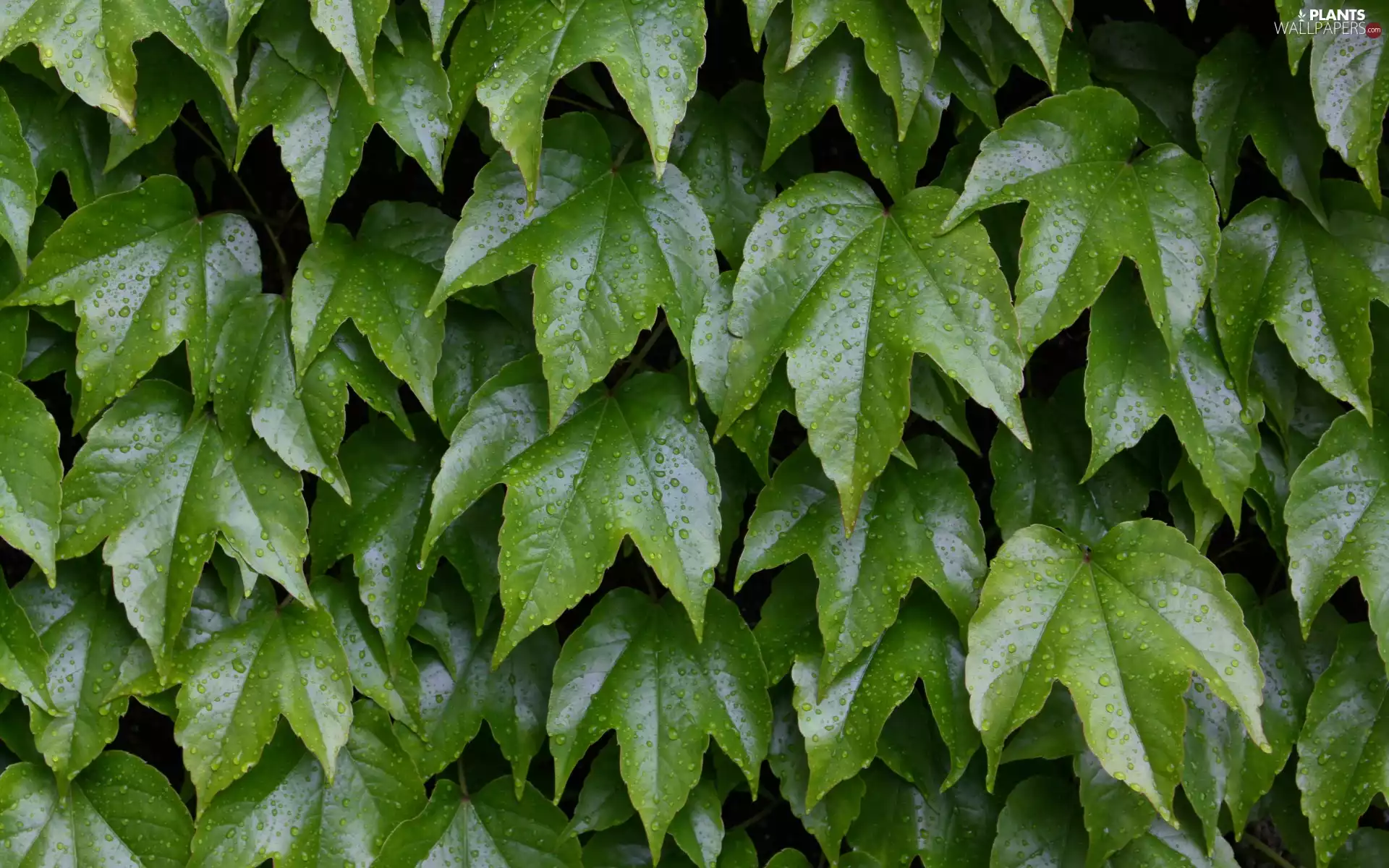 grape-vine, green ones, drops, Leaf