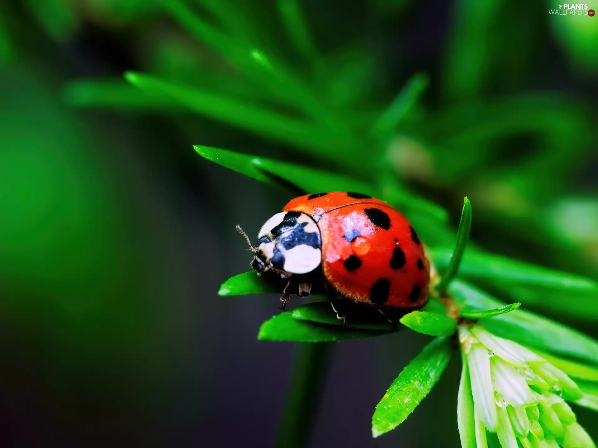 Leaf, ladybird, green ones
