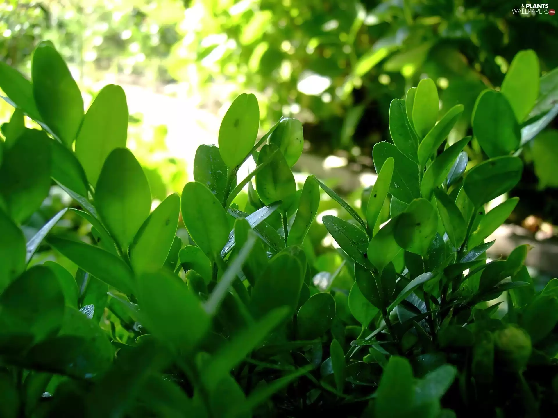 Leaf, nature, green ones