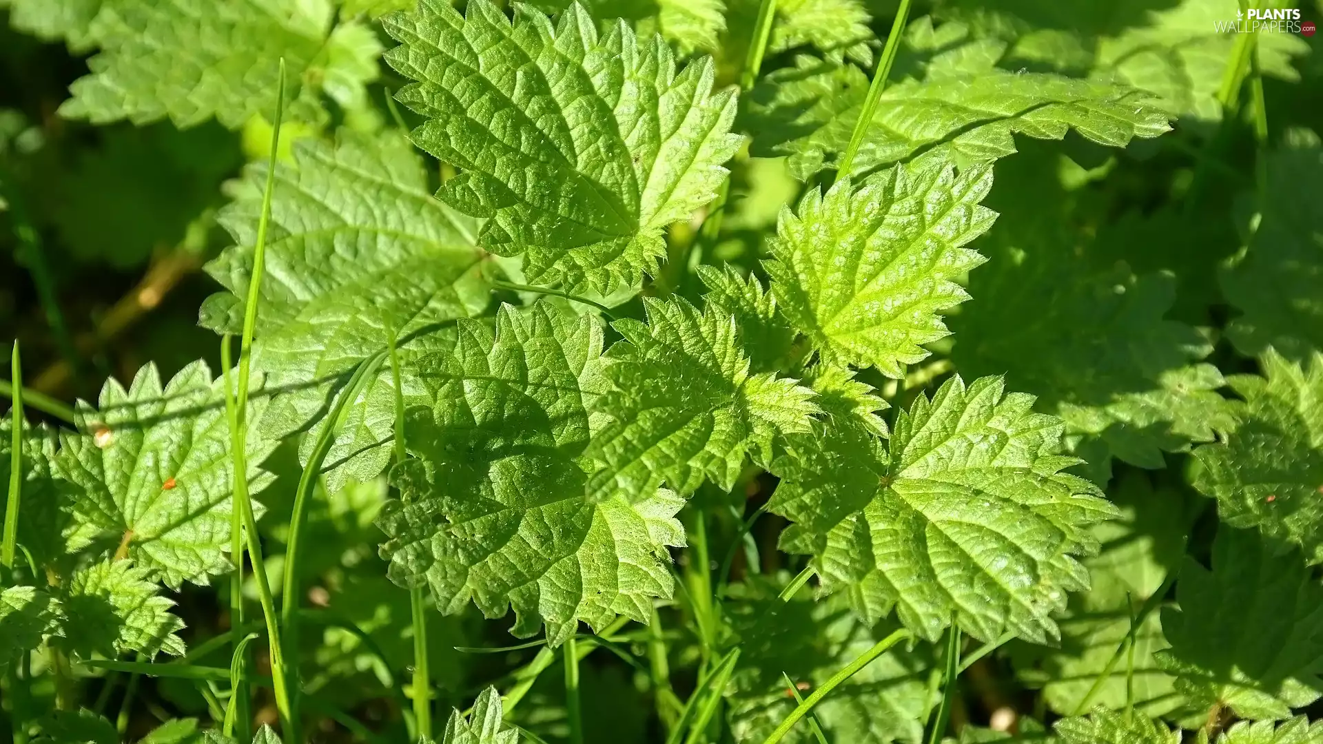 Leaf, nettle, green ones